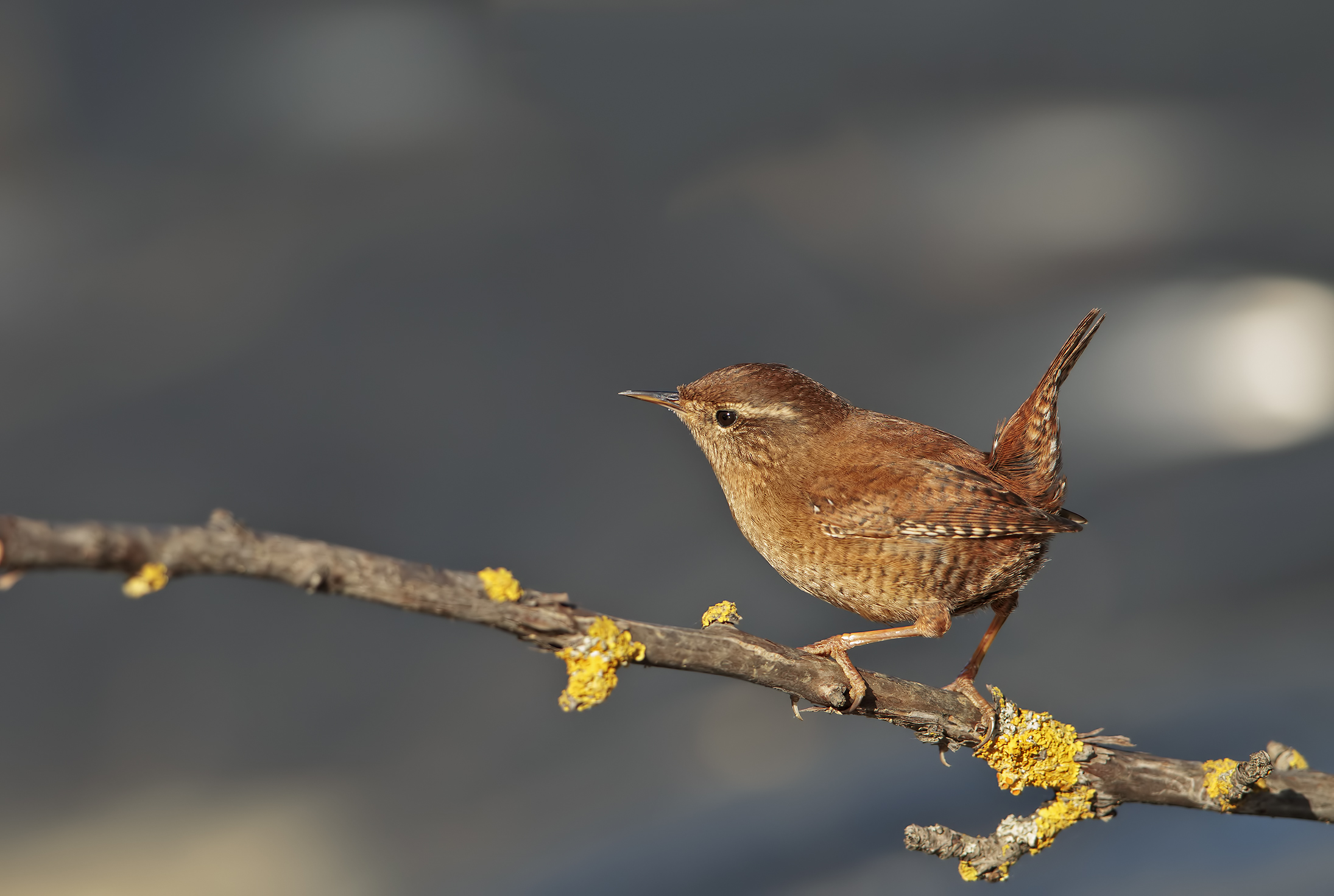 My Wren ...