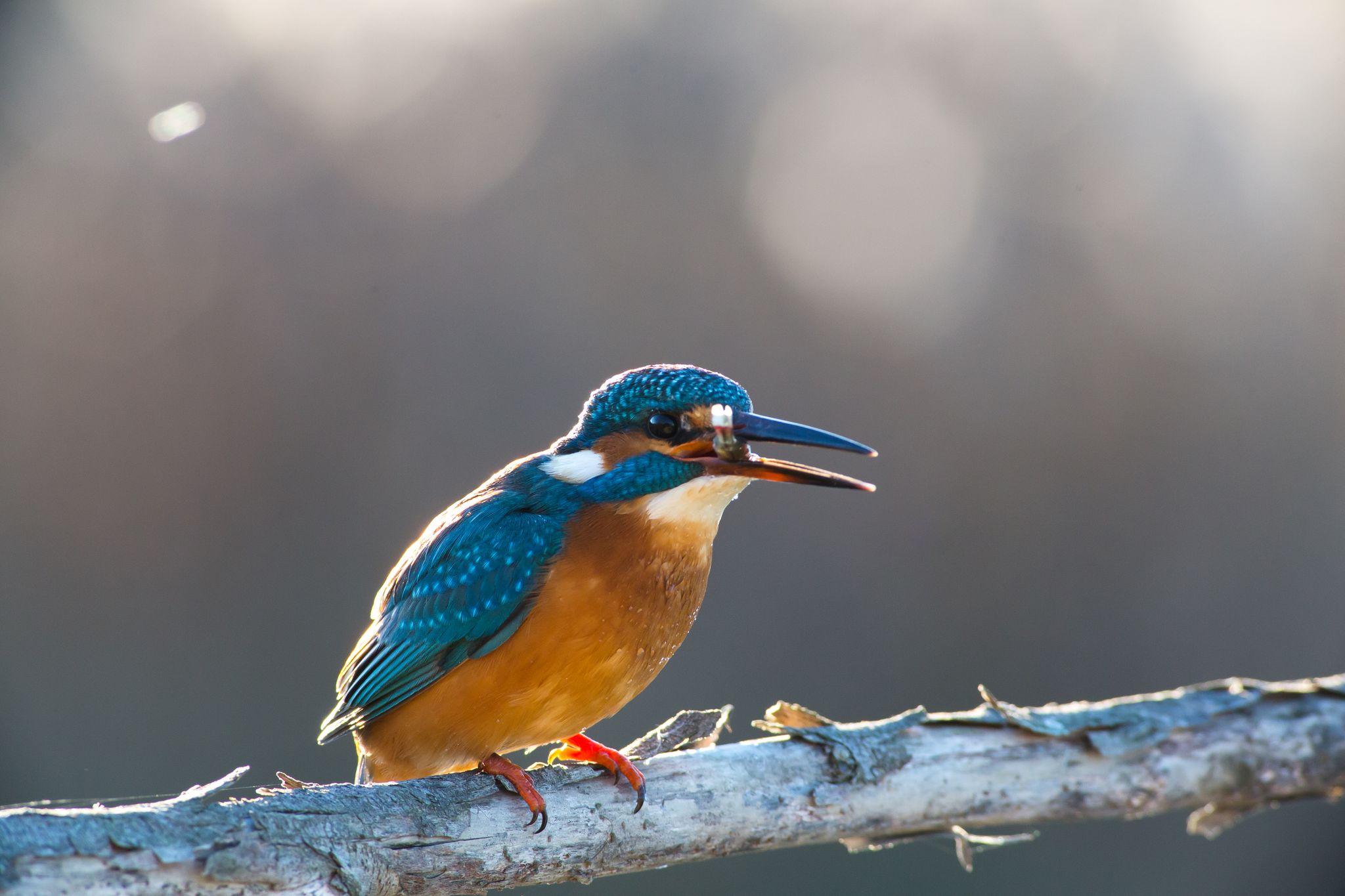 Martin Pescatore - Alcedo Atthis