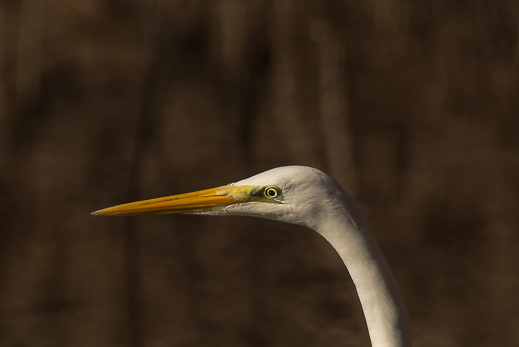 Heron portrait