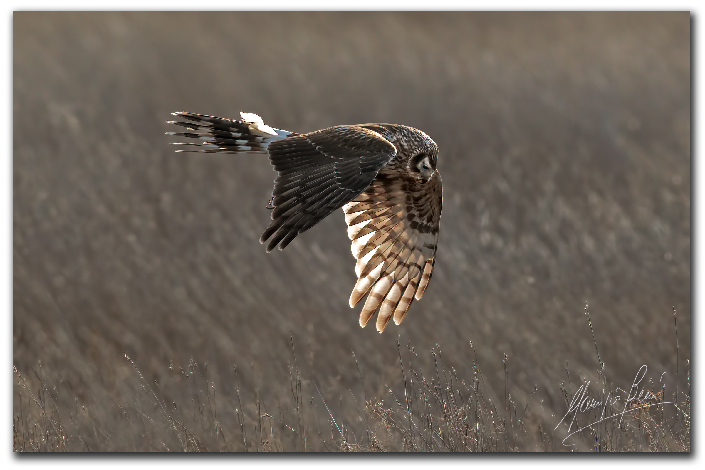 Albanella reale in caccia