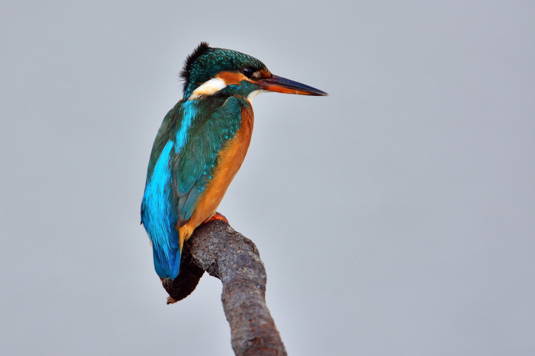 Kingfisher