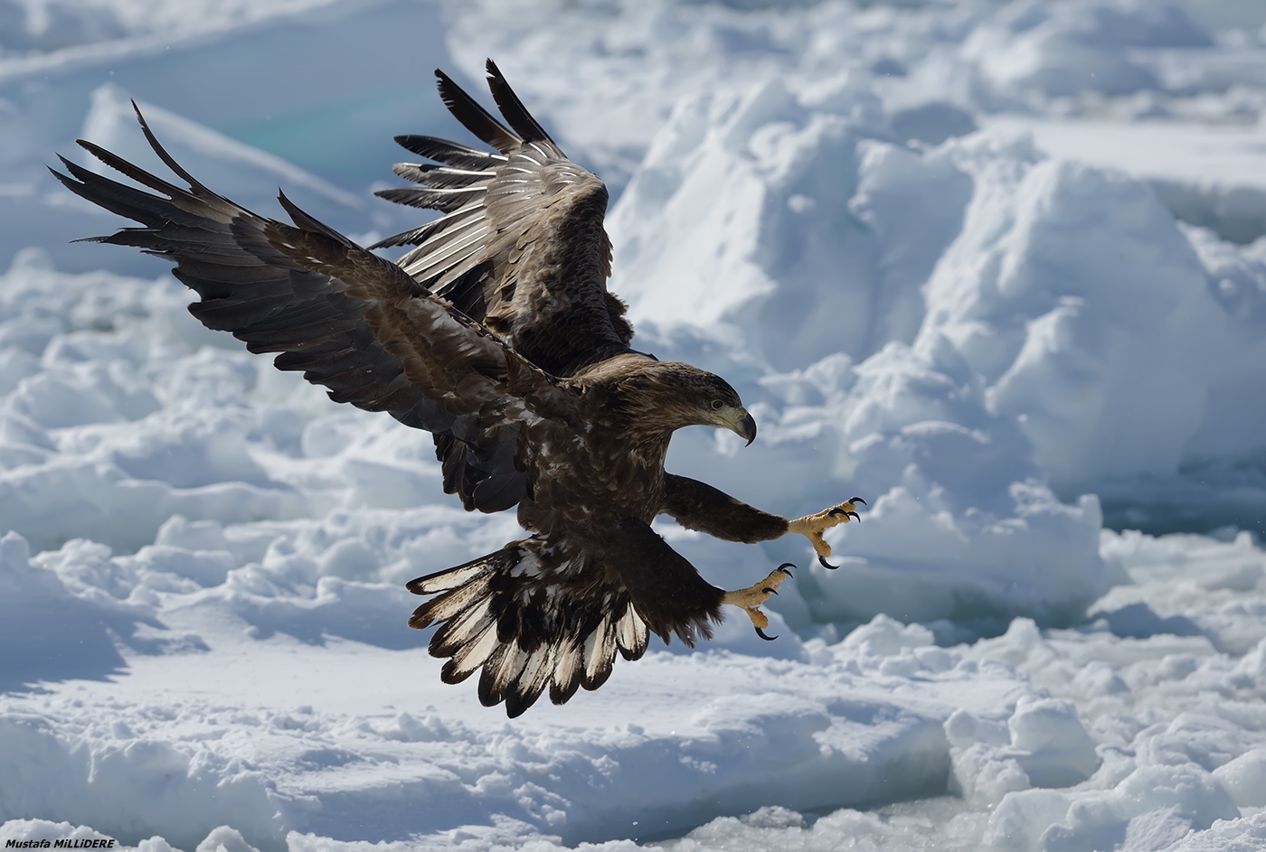 Dalla coda bianca Aquila di mare ...