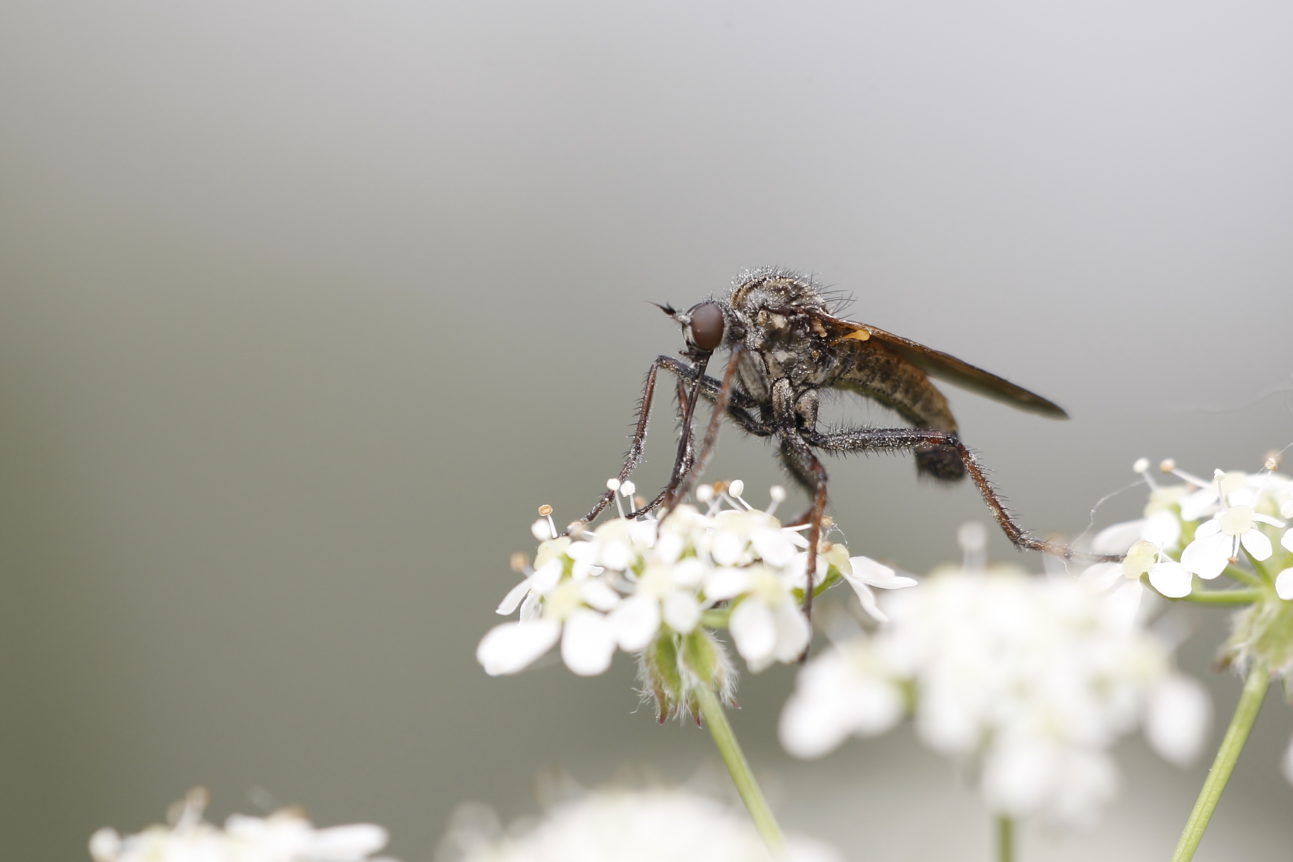 Empis tessellata