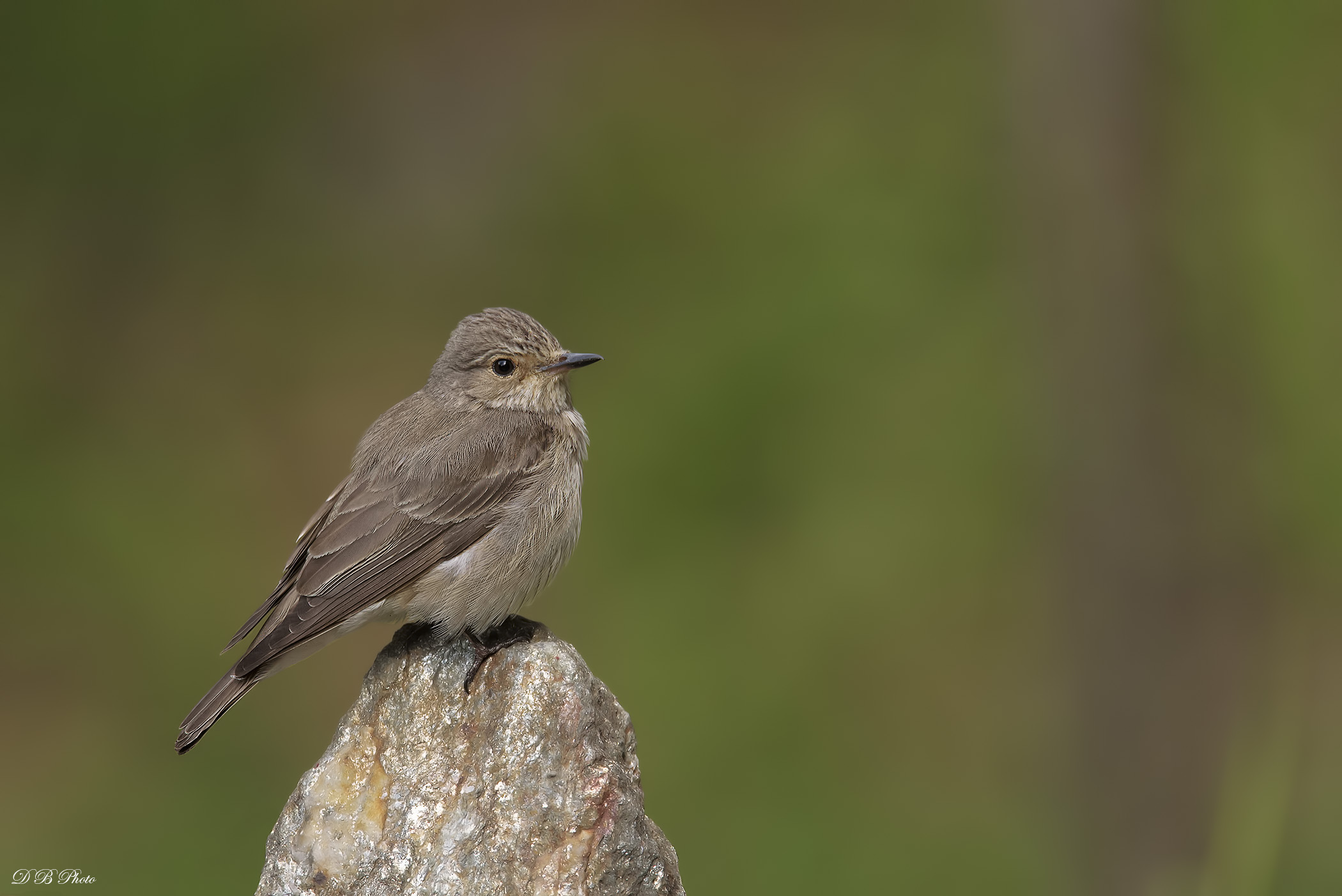 Flycatcher (Muscicapa striata)