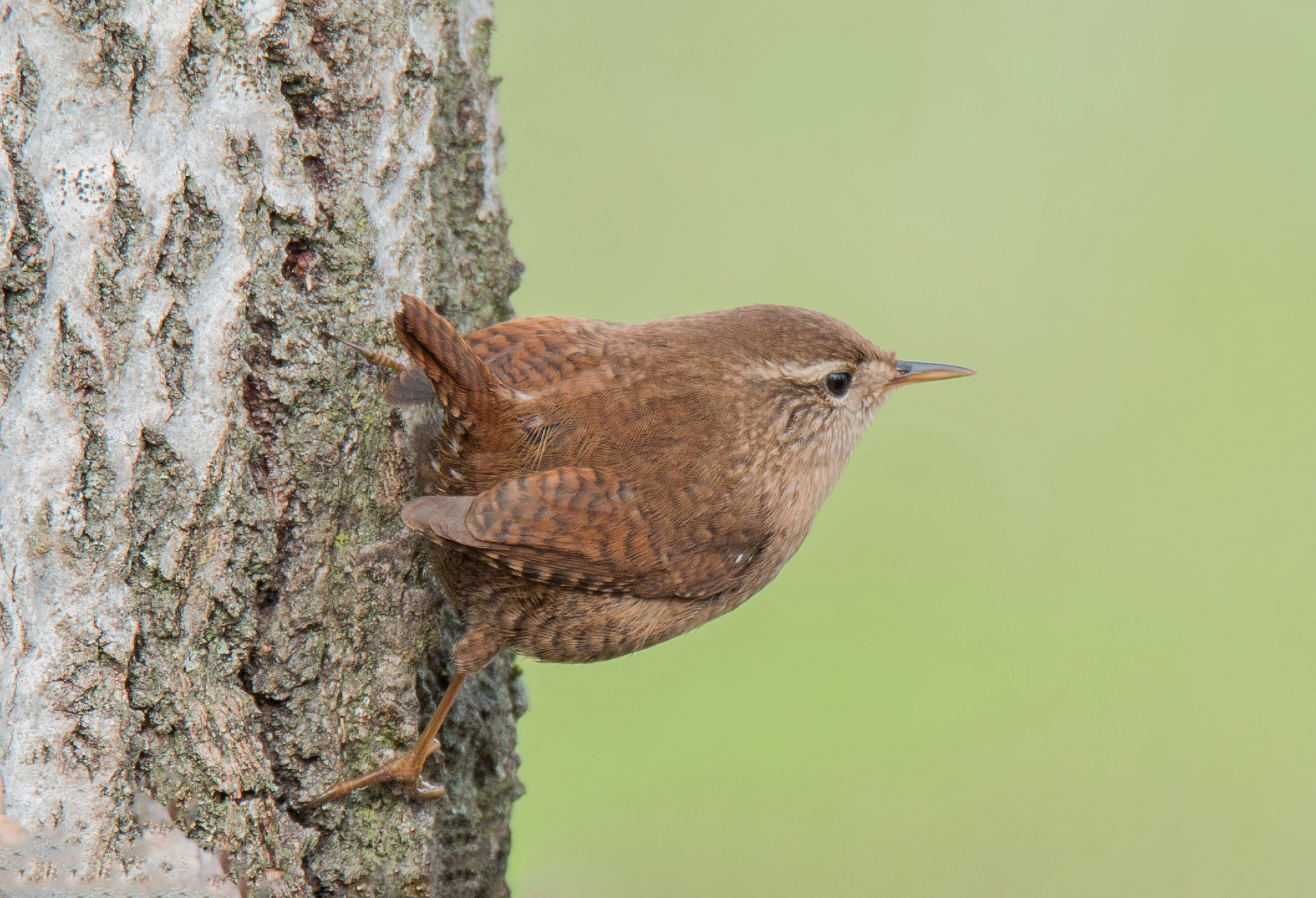 Wren