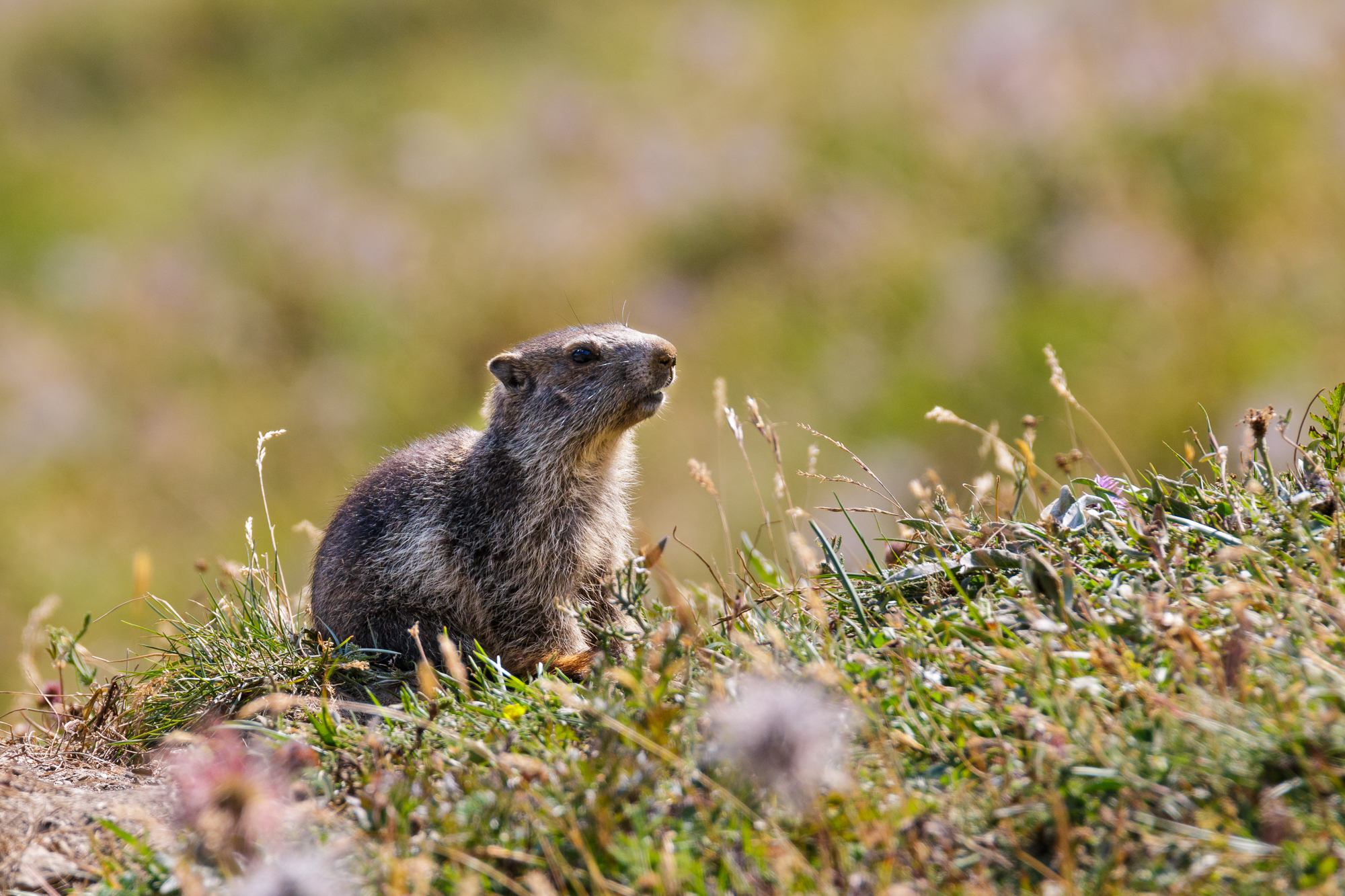 Marmotta..