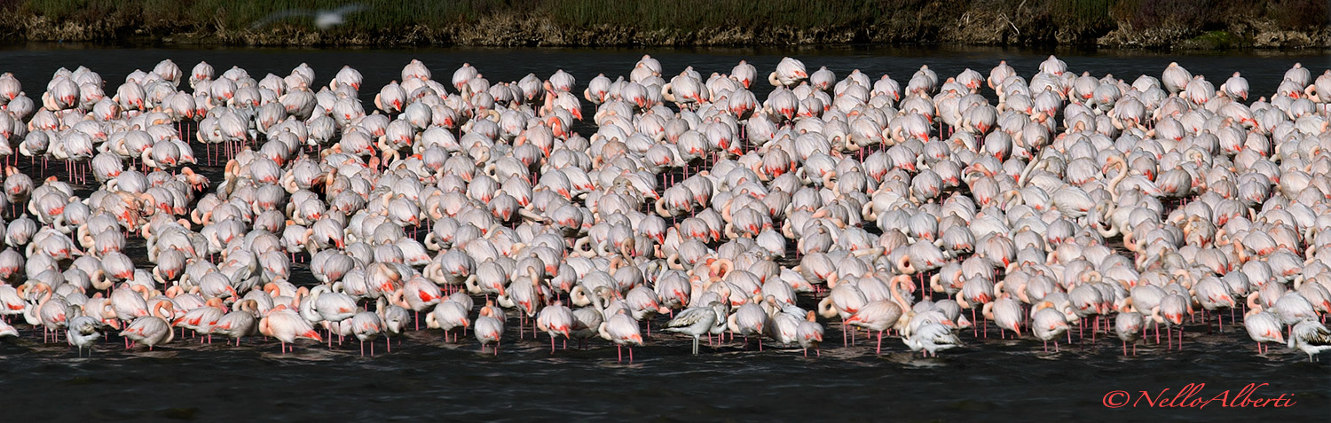 fenicotteri rosa ad Orbetello