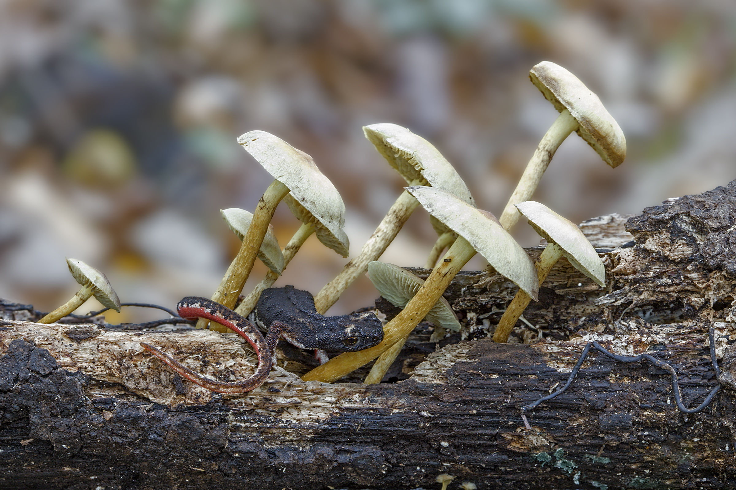 Salamandrina dagli occhiali
