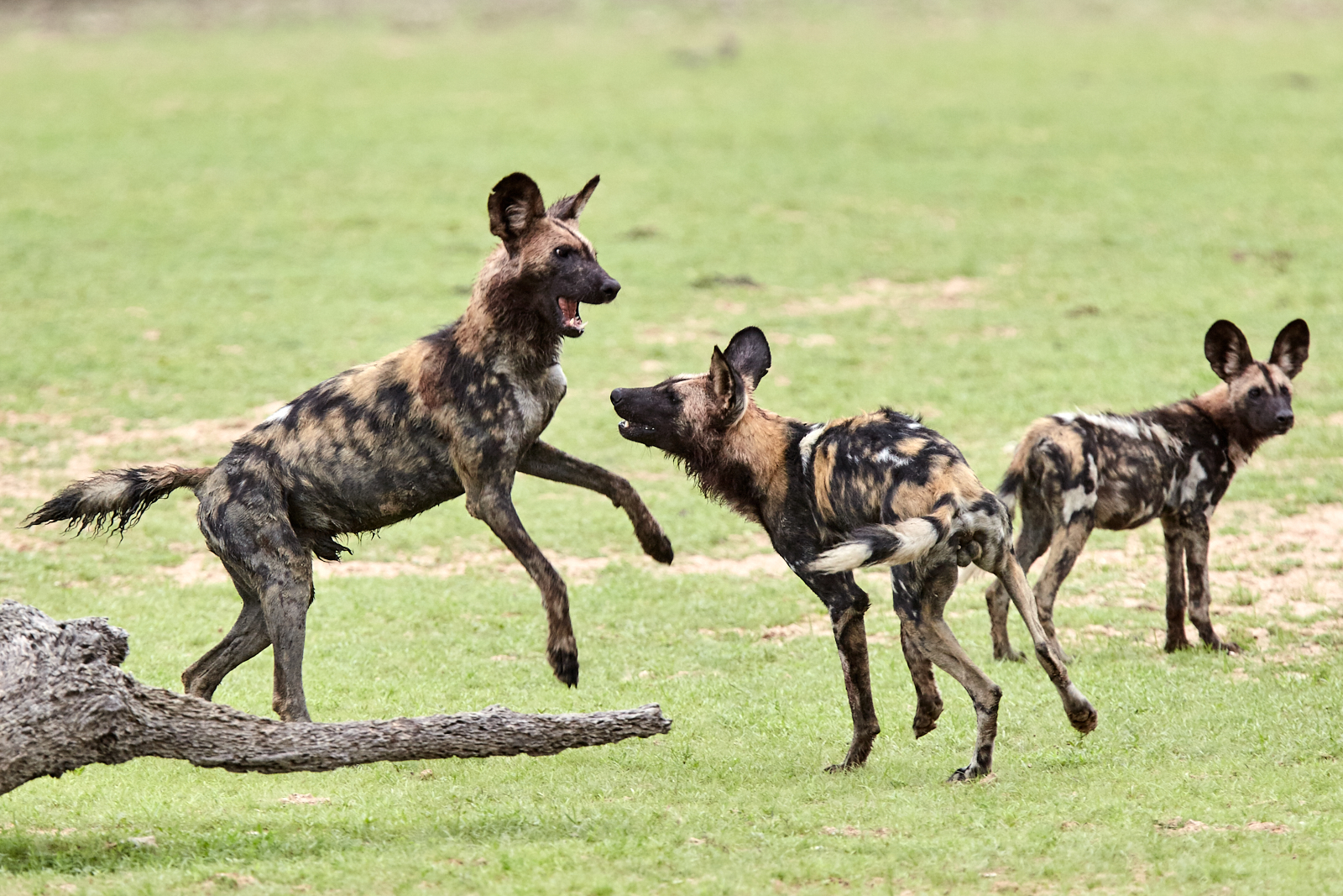 African wild dogs