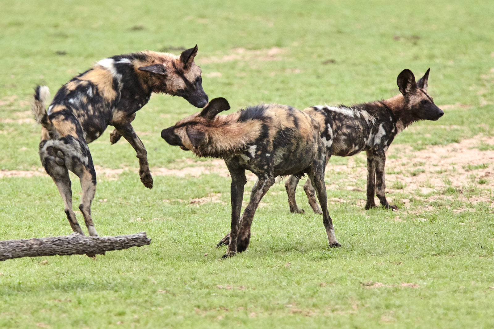 African wild dogs
