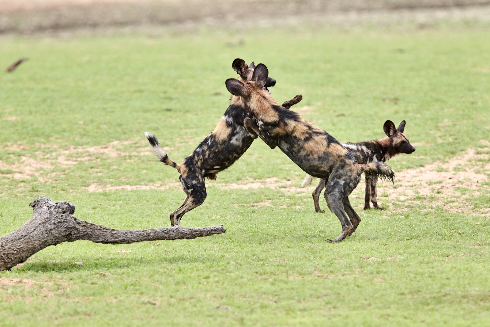 African wild dogs