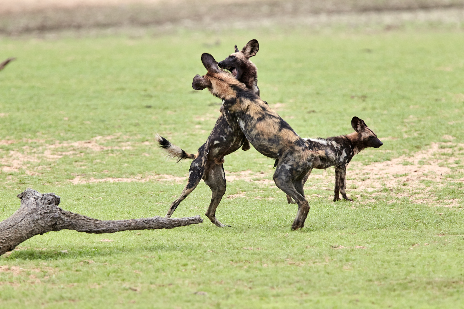 African wild dogs