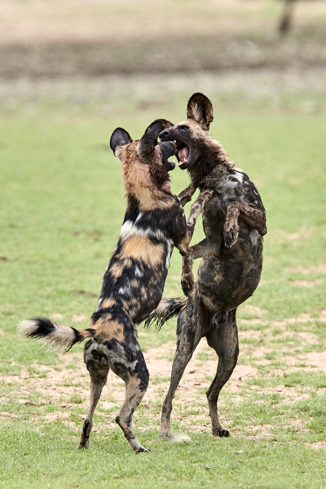 African wild dogs
