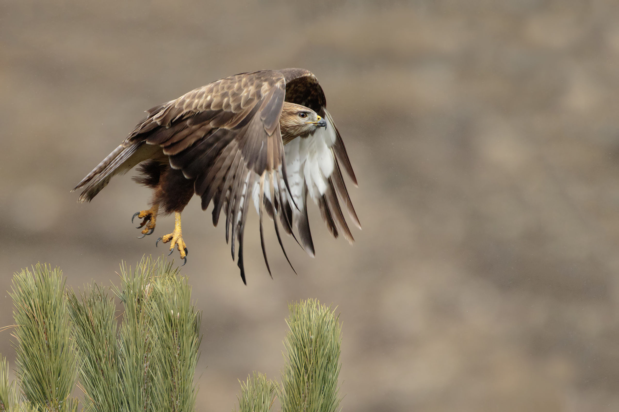 Buzzard at the start