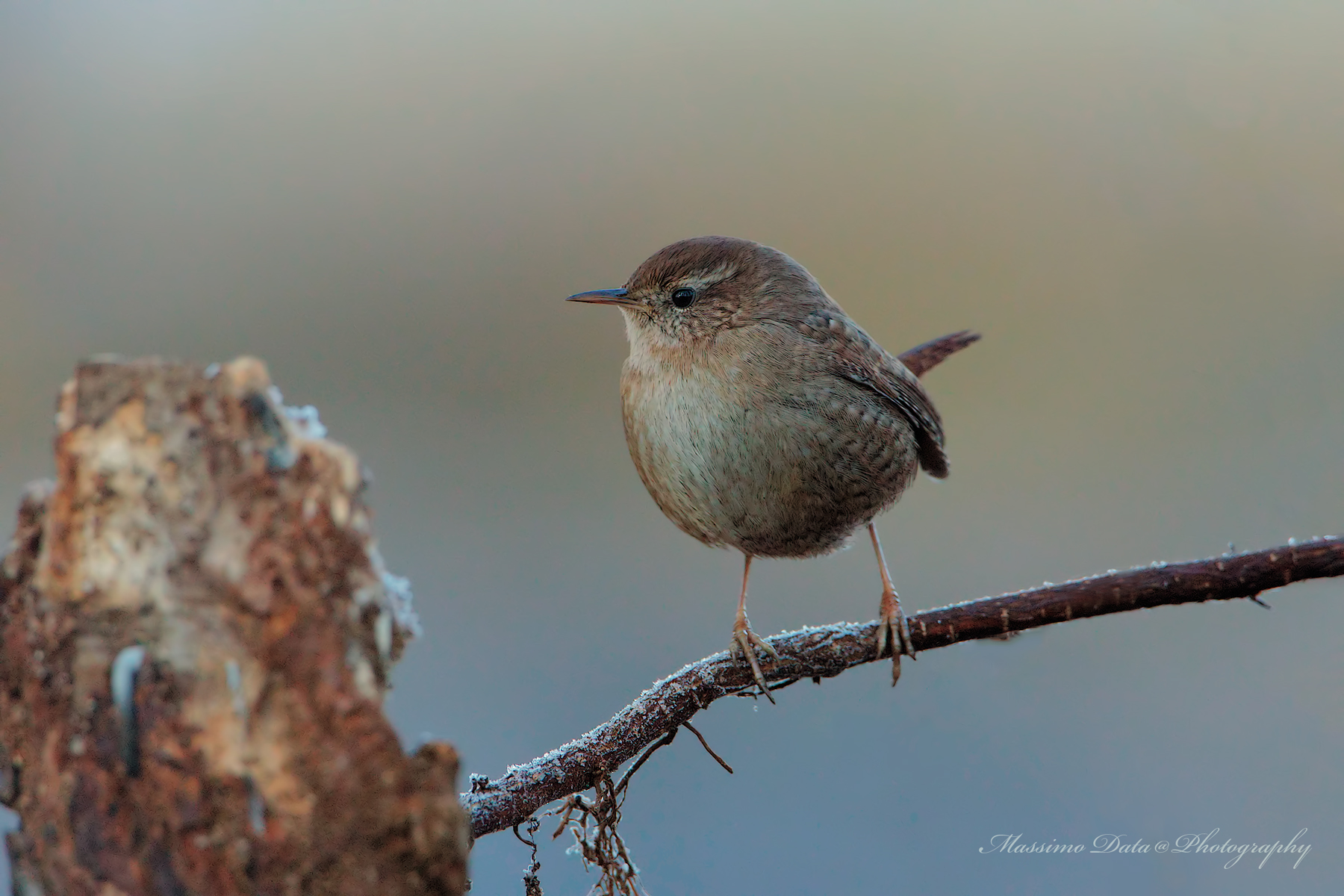 Scricciolo (Troglodytes troglodytes)