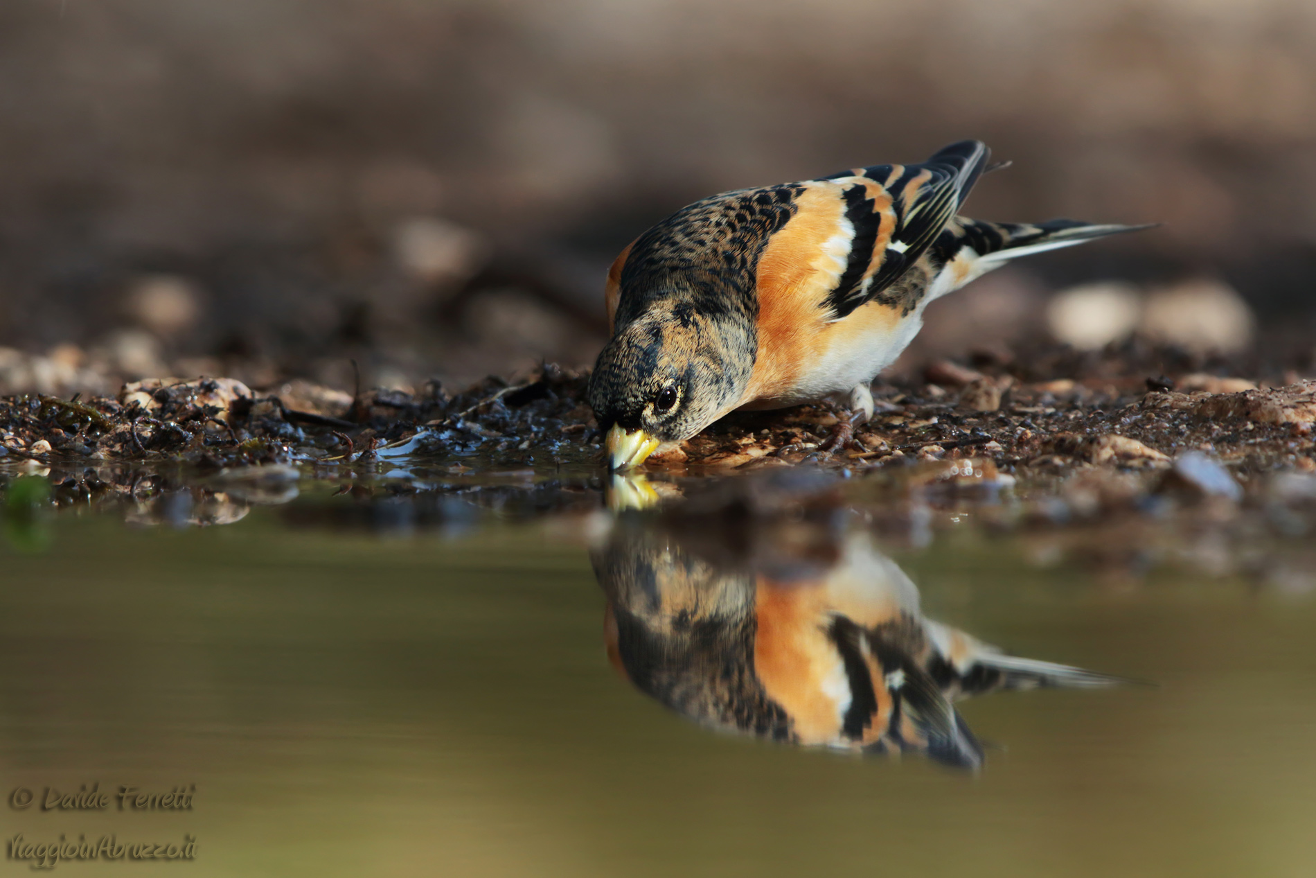 Peppola maschio (Brambling, male)