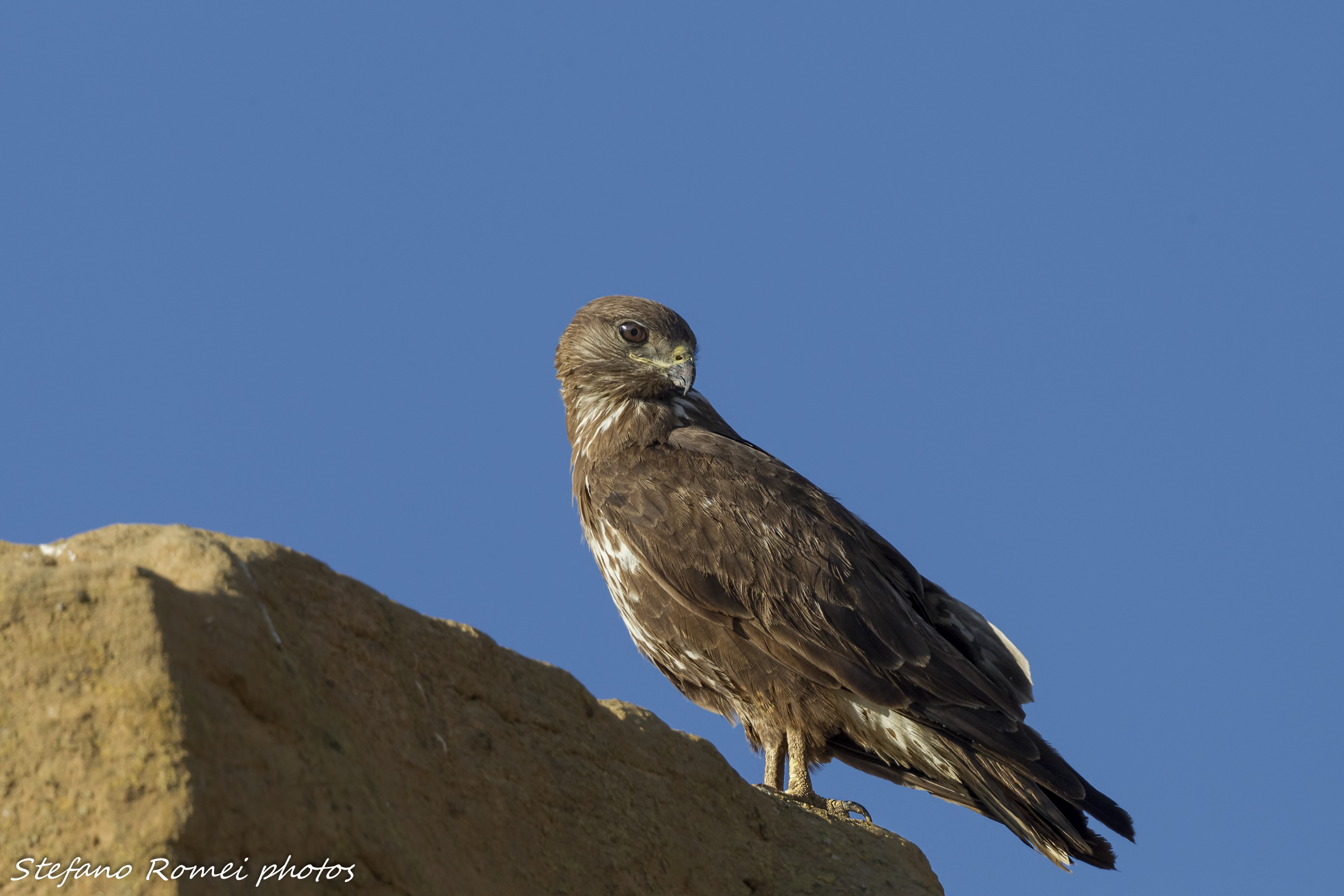 I am seeking a shed skua :-)
