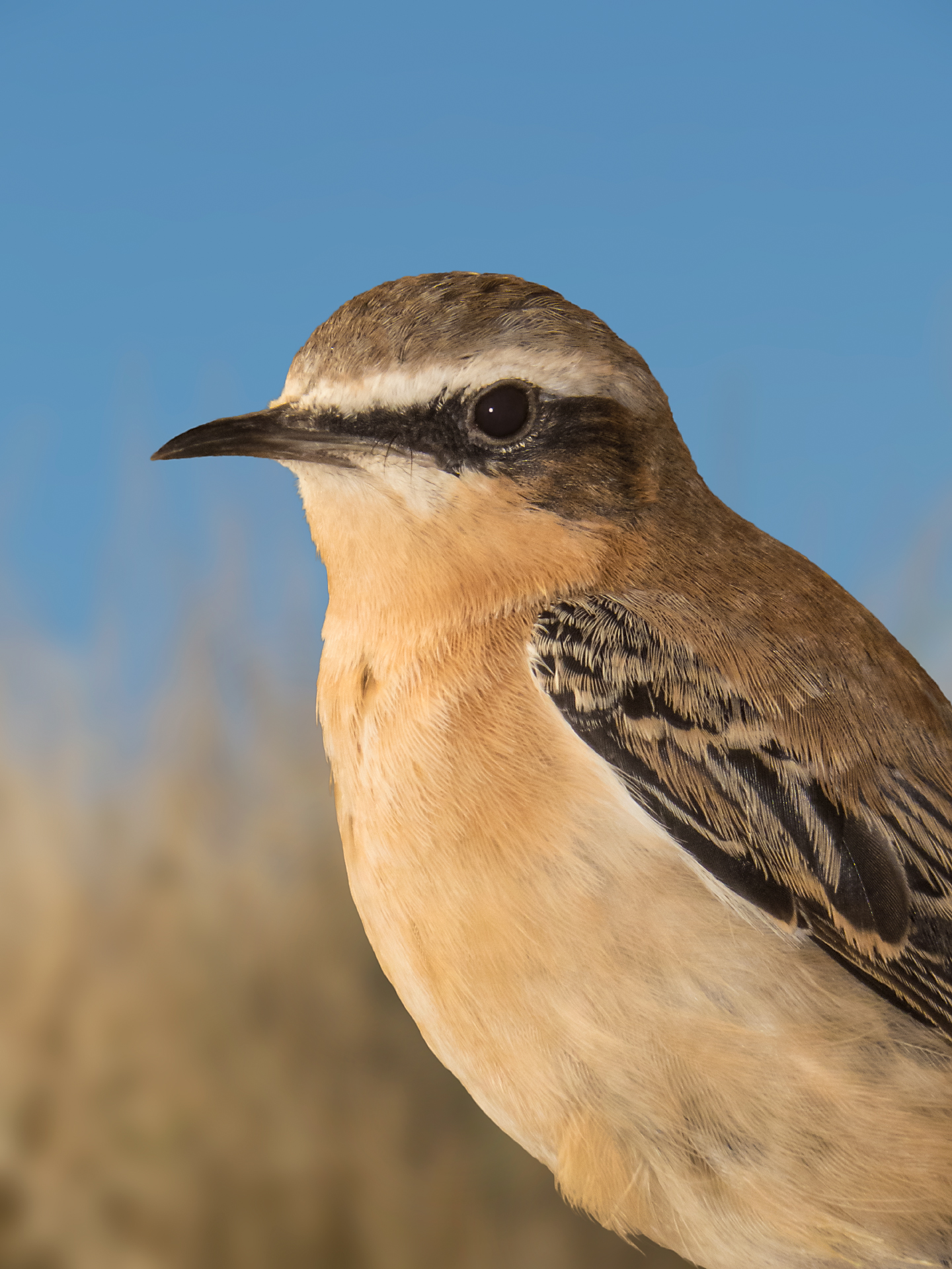 Isabelline Wheatear