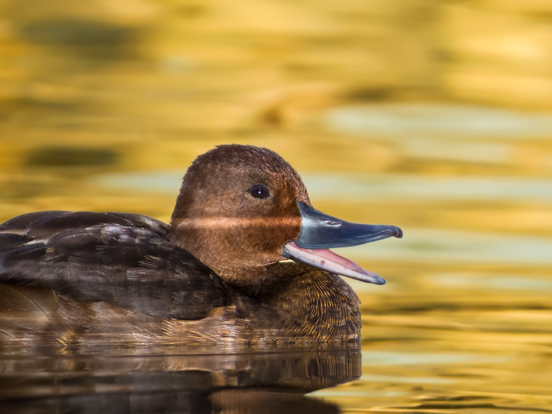 Moretta tabaccata - Femminile