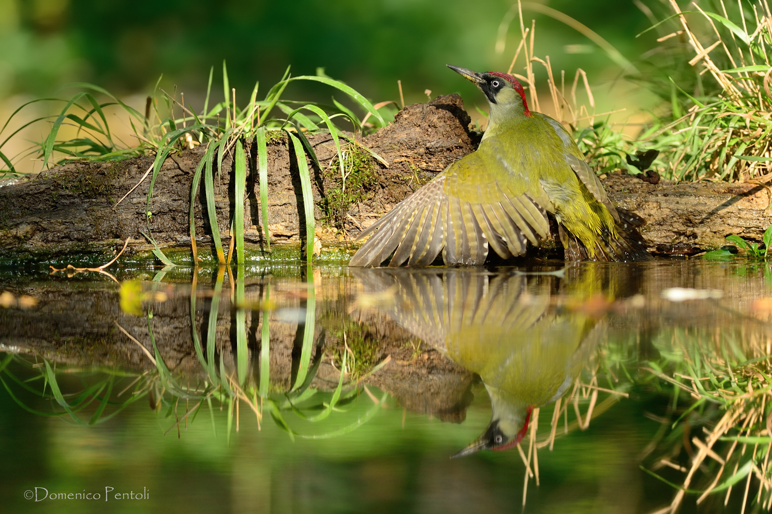 Green all'abbeverata