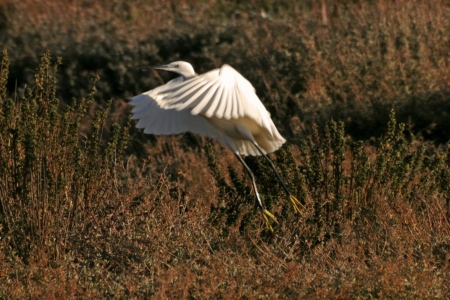 Egret taking off ...