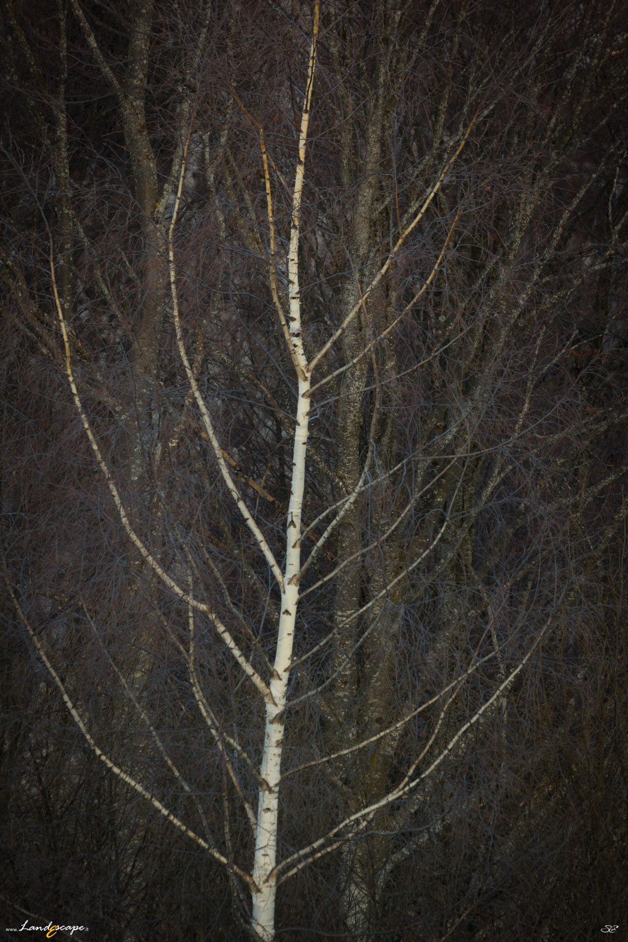 in the plot of the forest