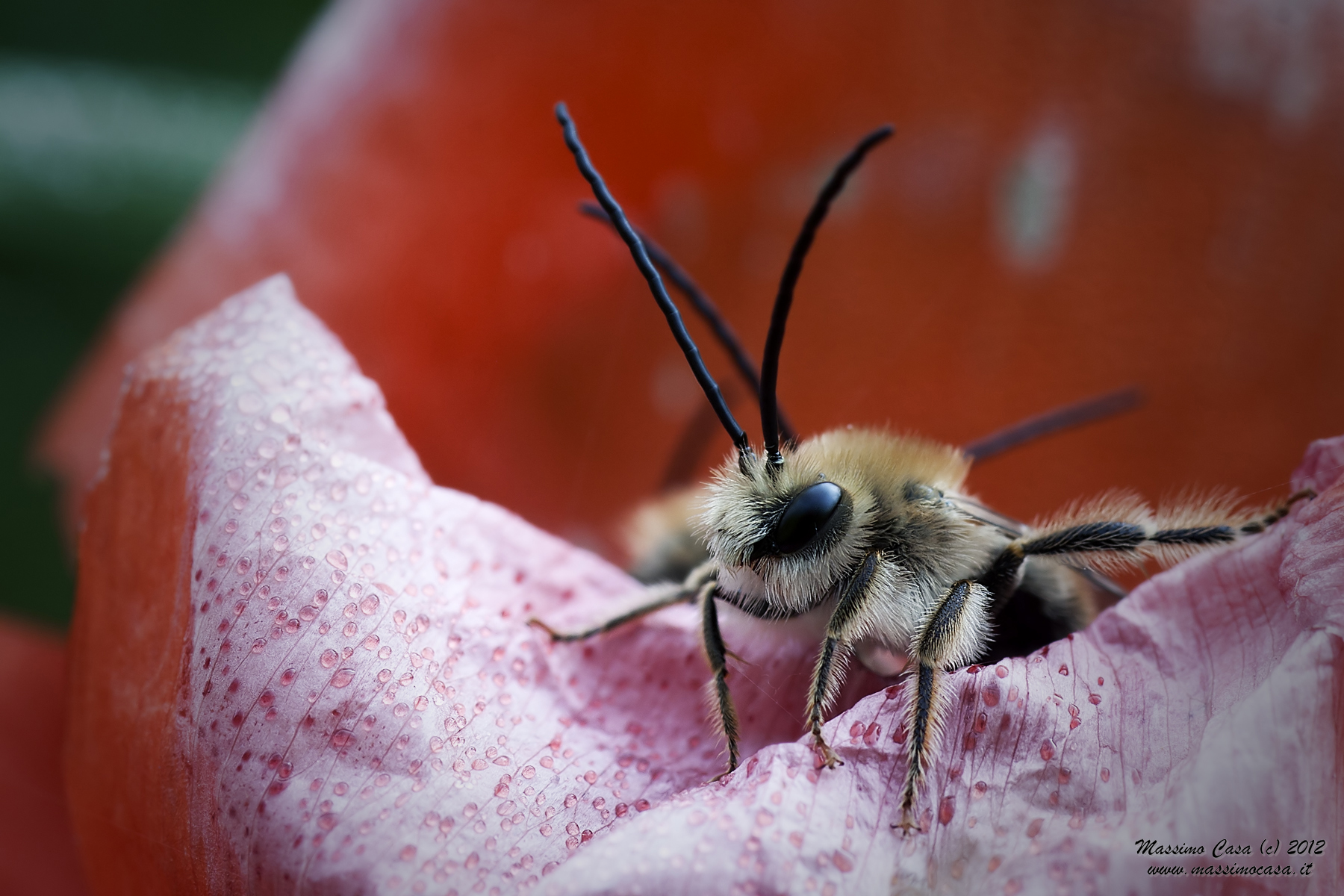Rising from the red abyss