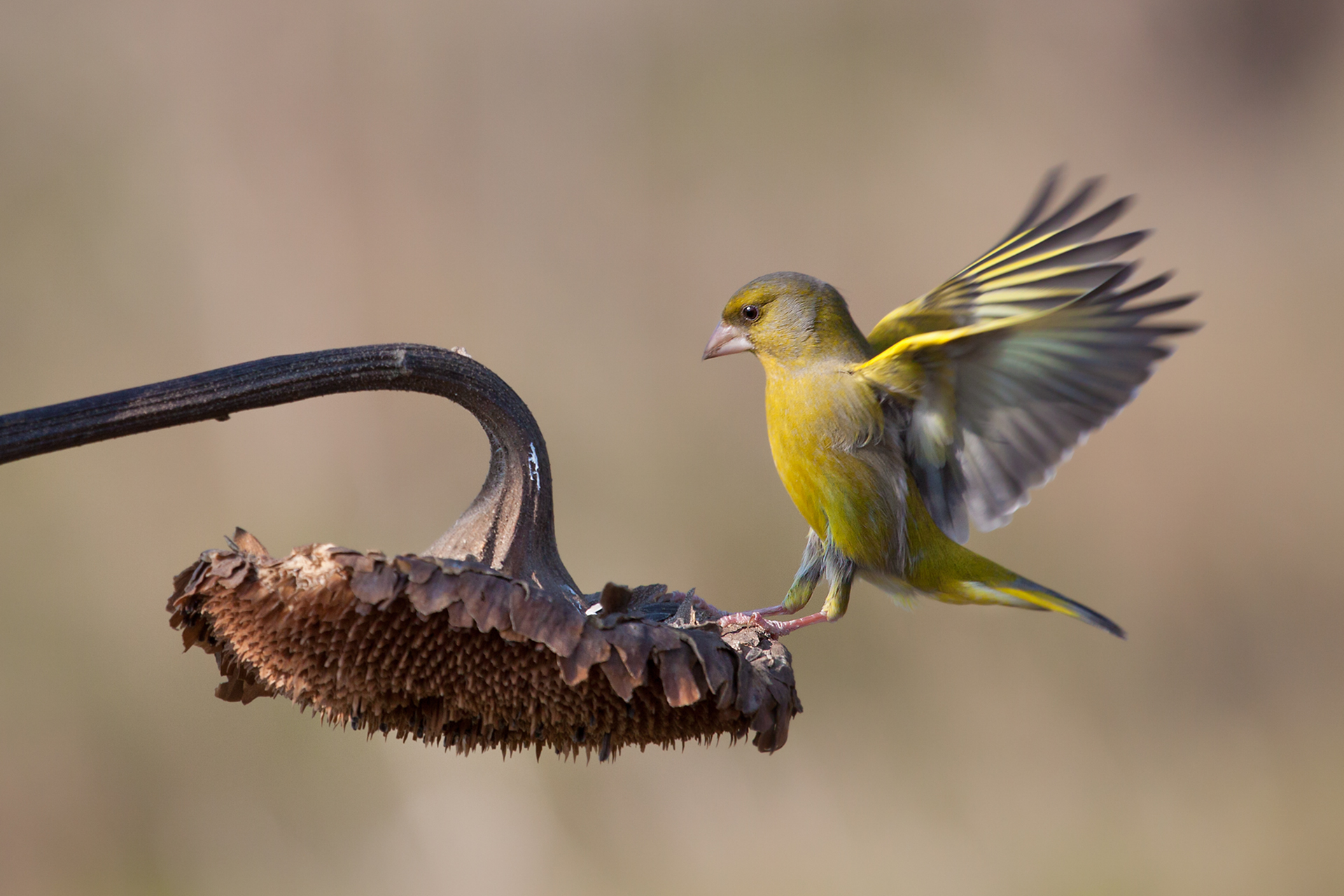 greenfinch