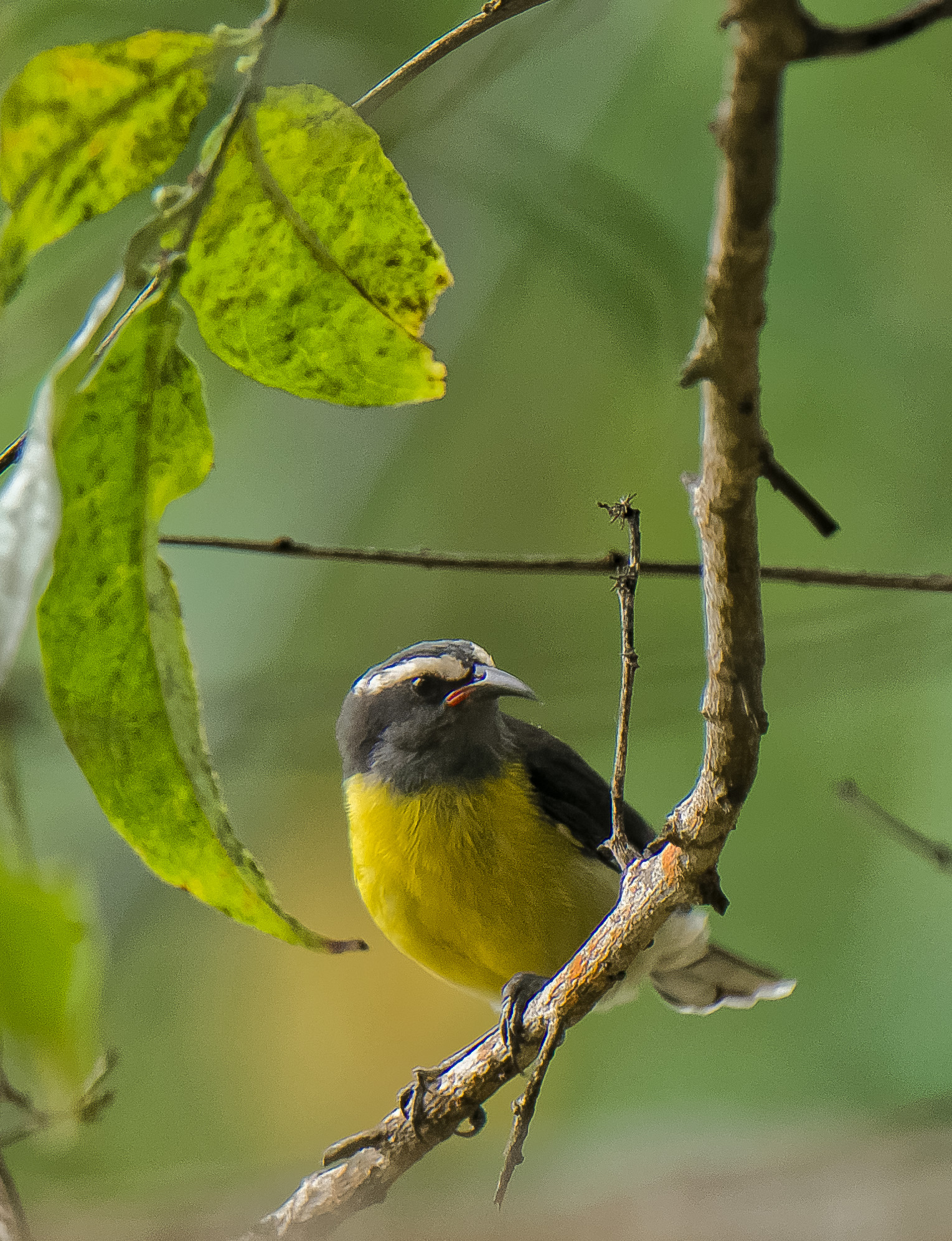 Bananaquit / Coereba flaveola