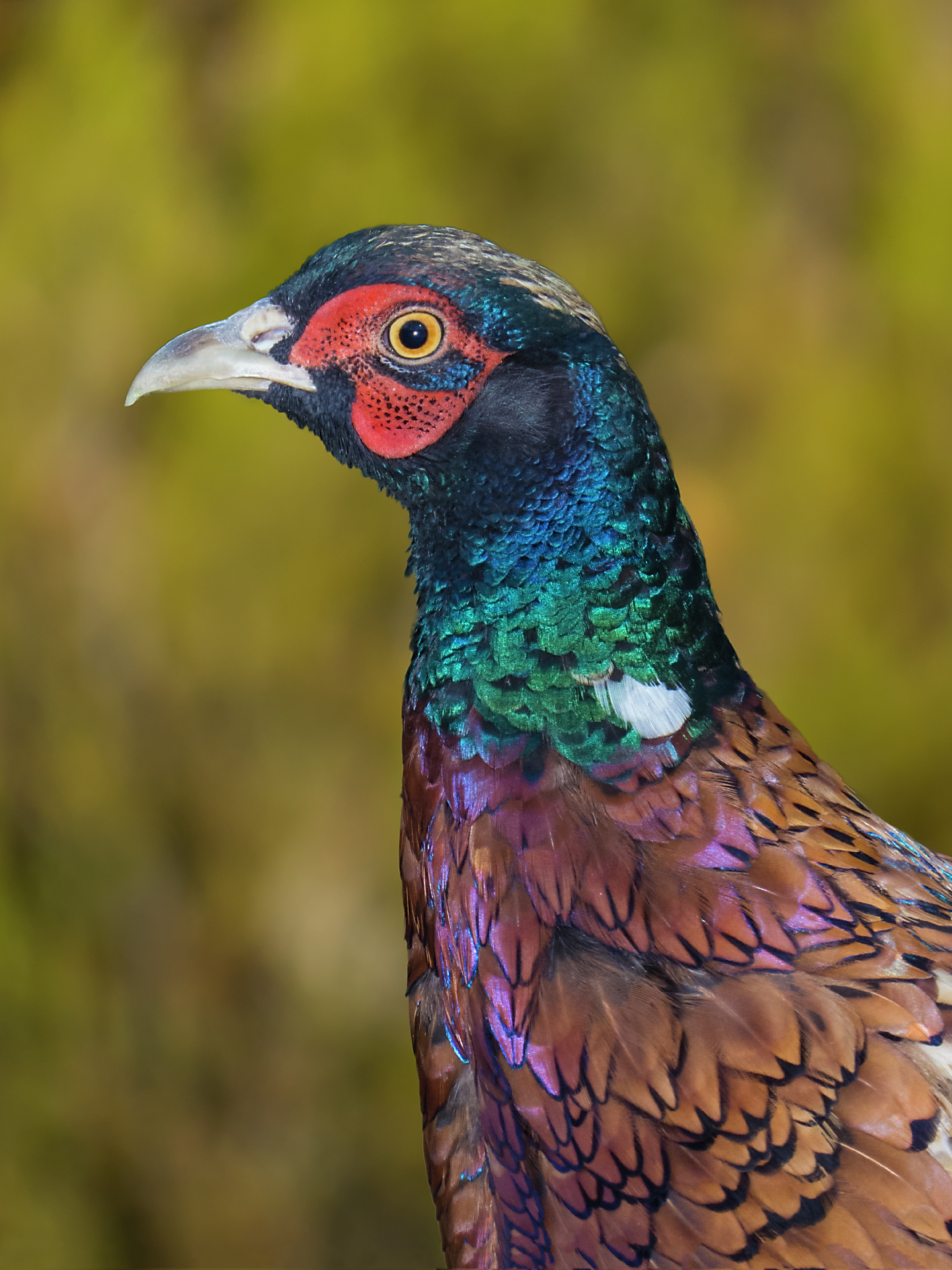 Pheasant