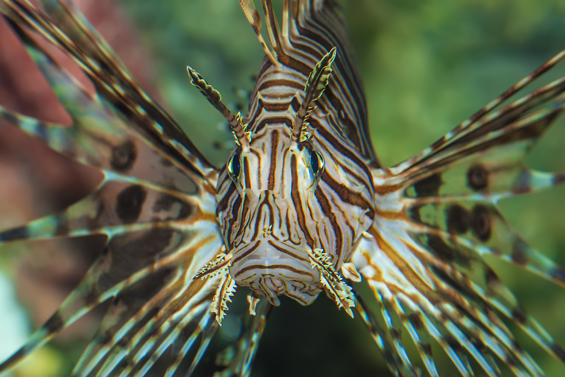 Volitan Lionfish