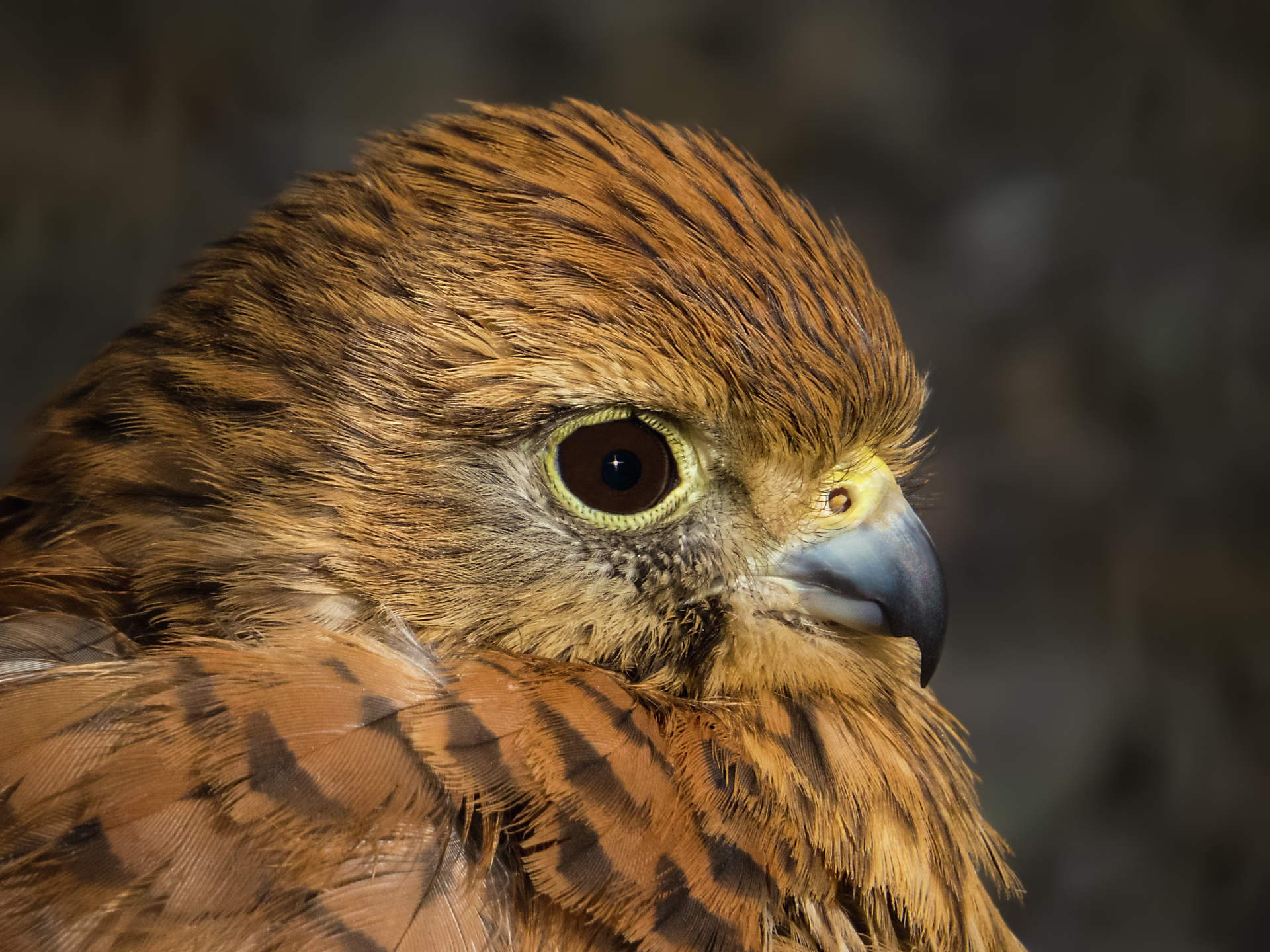 Kestrel - Female