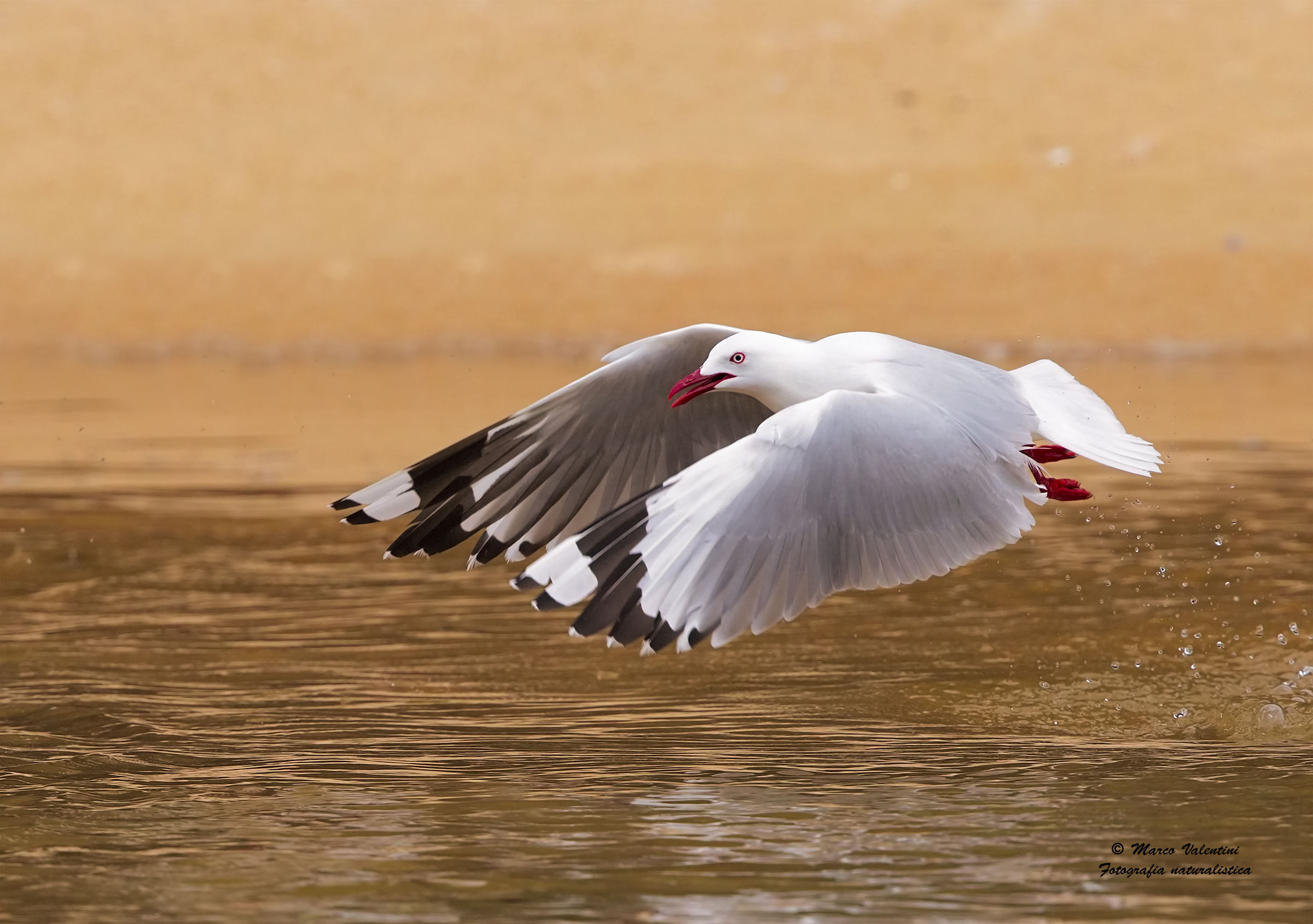 Il volo del beccorosso