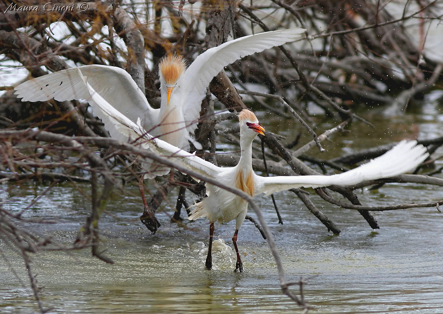 Herons Egrets: End Of Lite