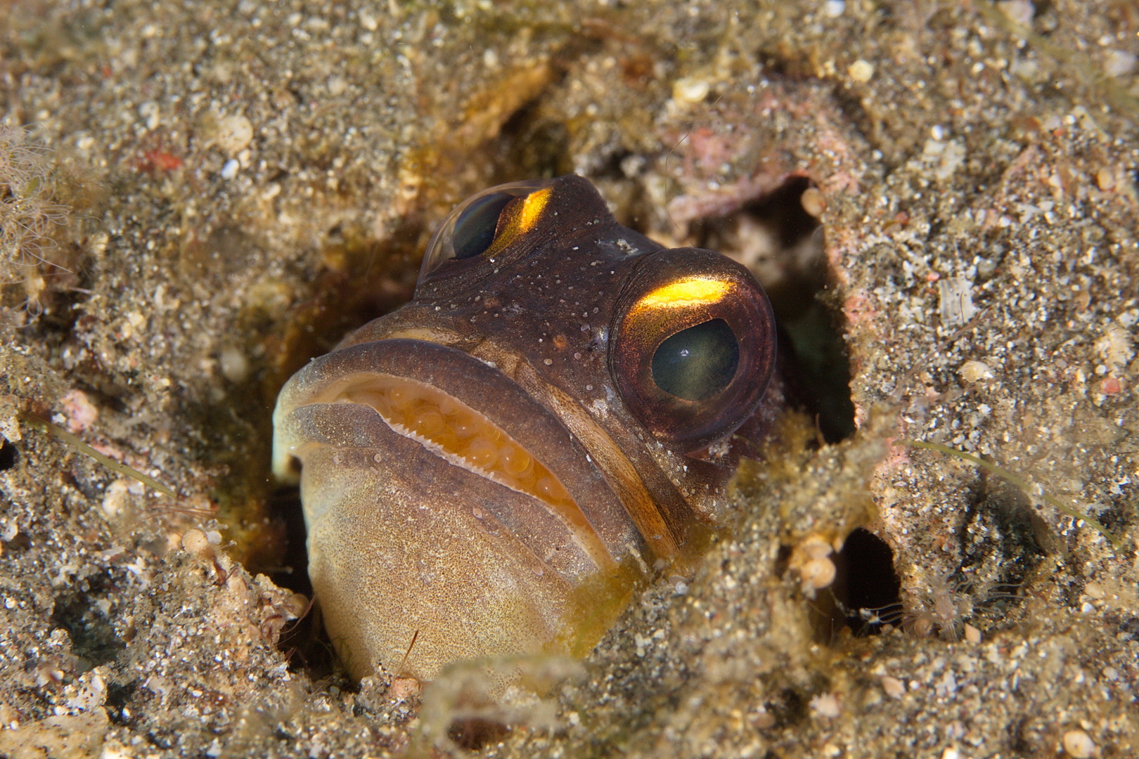 Jawfish con uova in bocca