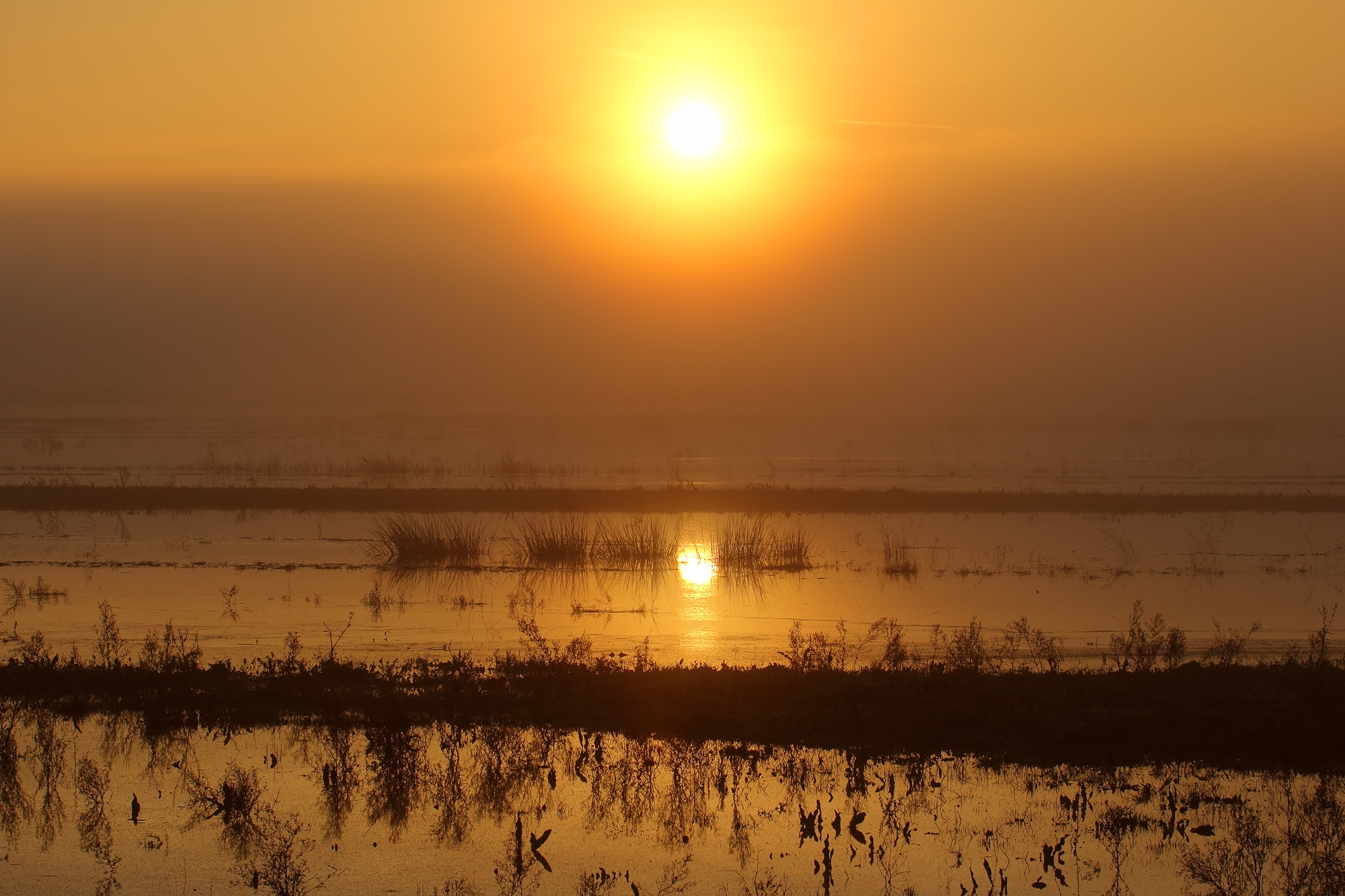 The morning sunrise between the fog