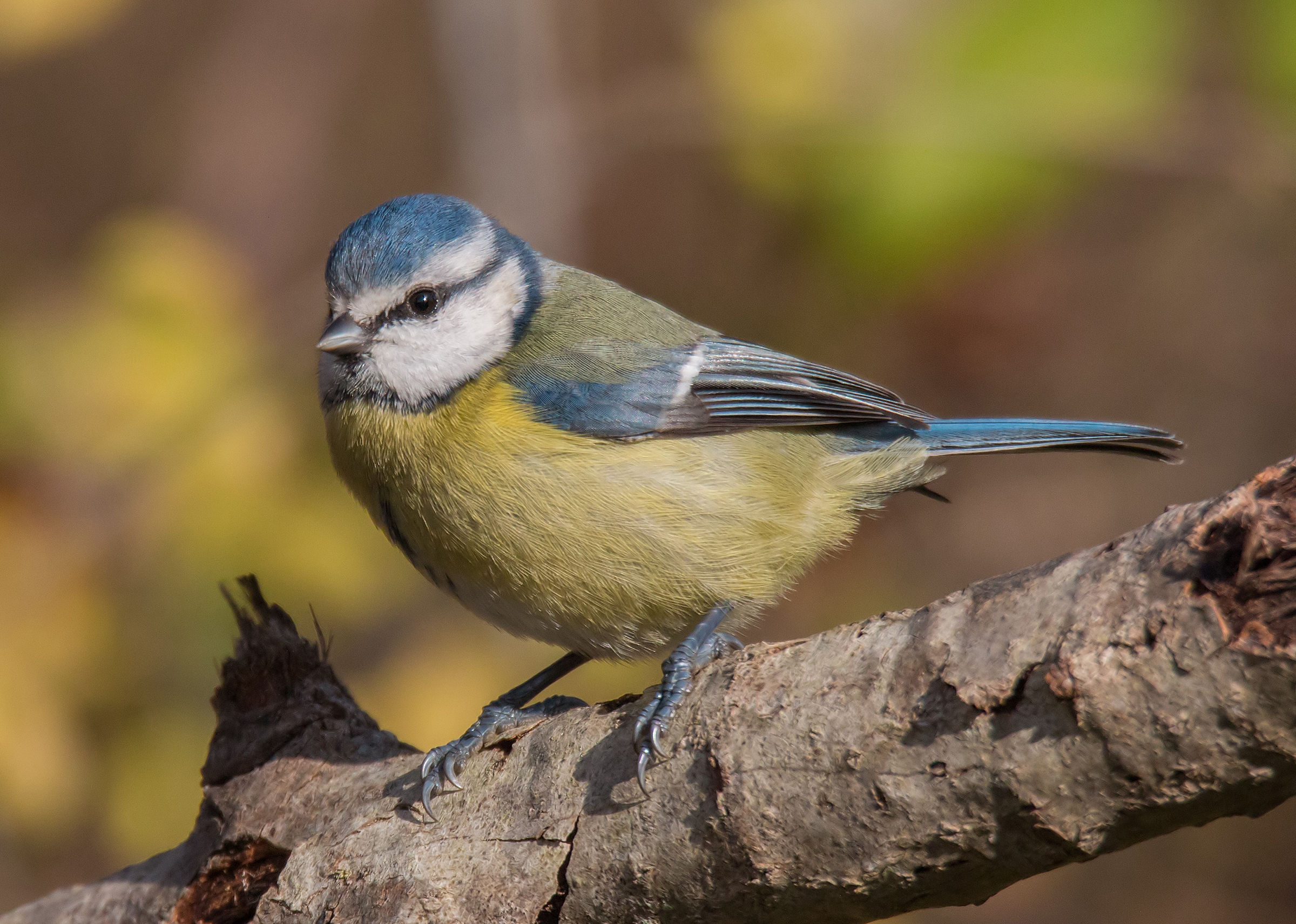 A ray of sunlight on the blue tit