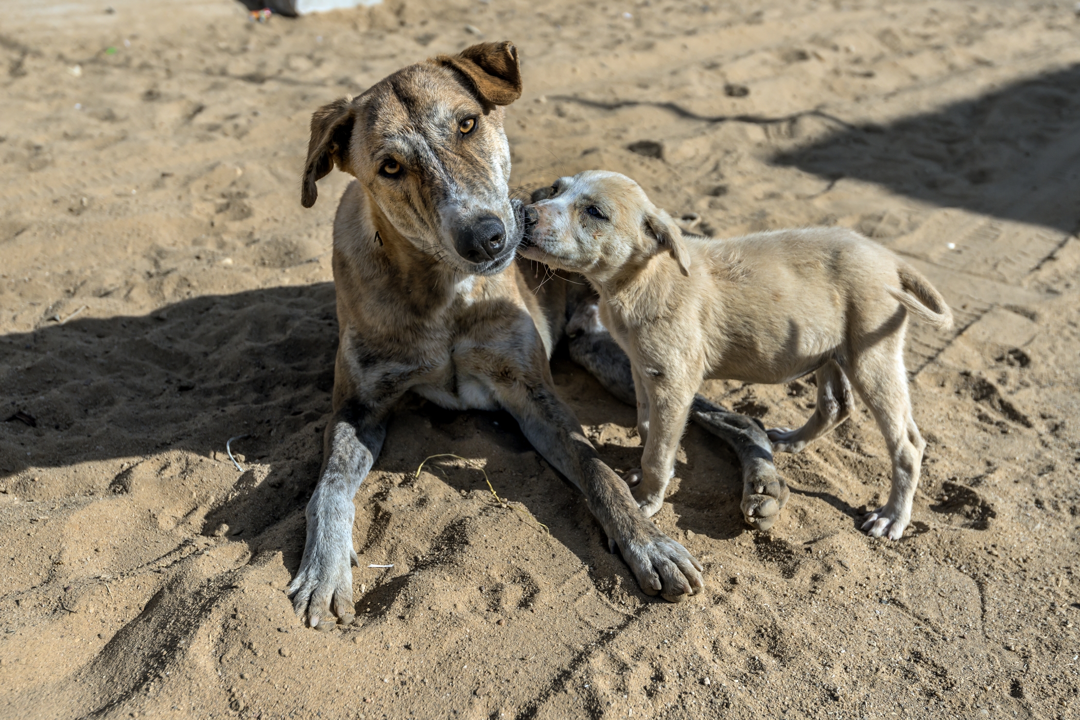 Gujarat 2015 - In un villaggio