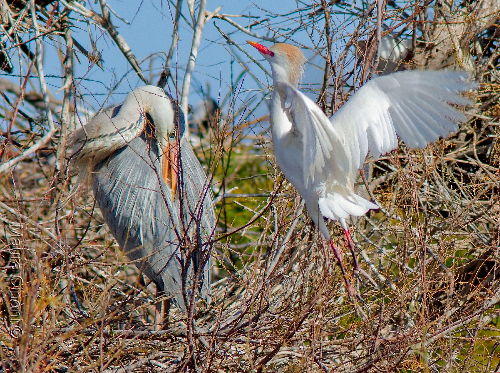 Heron Egret: Fledging
