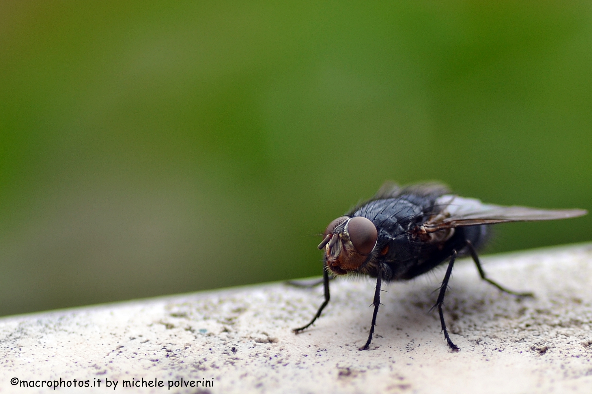 Calliphora vomitoria