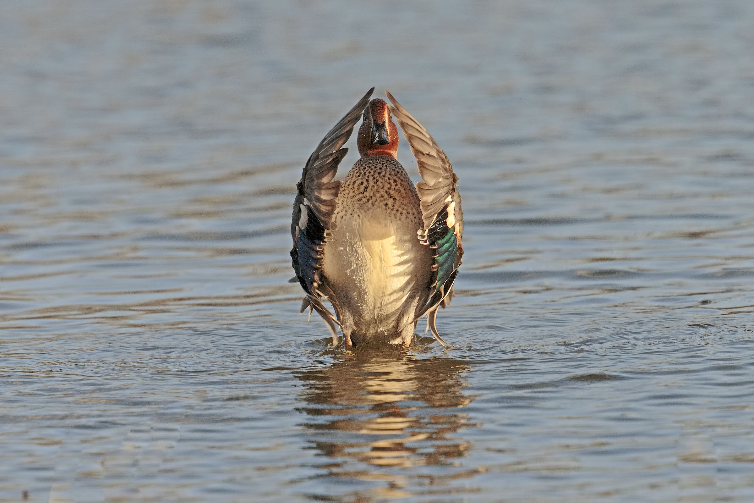 Teal ... in concert!