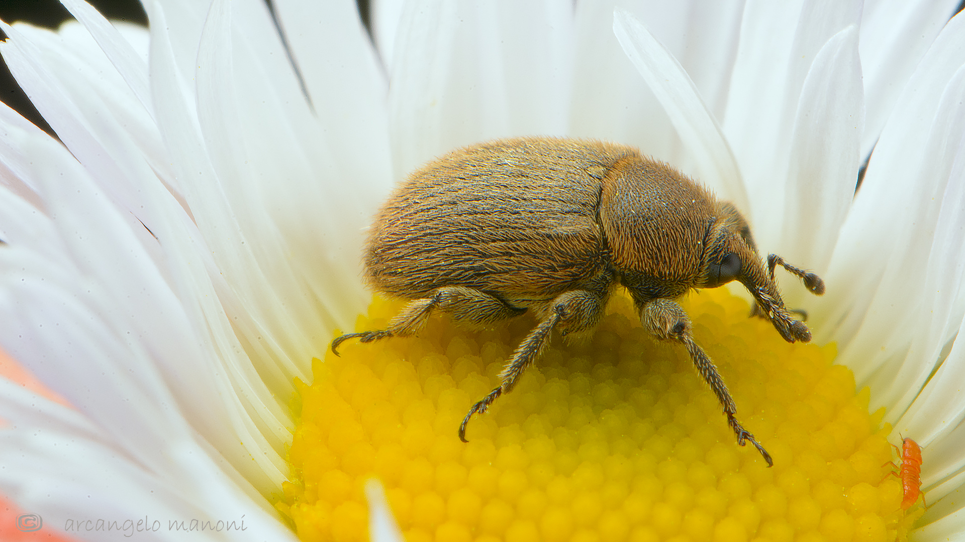 The giant and the girl