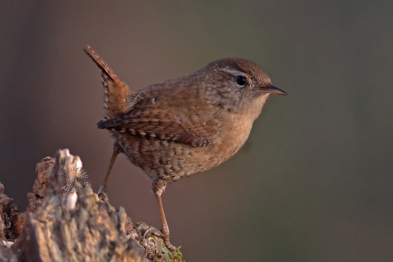first floor of the Wren .......
