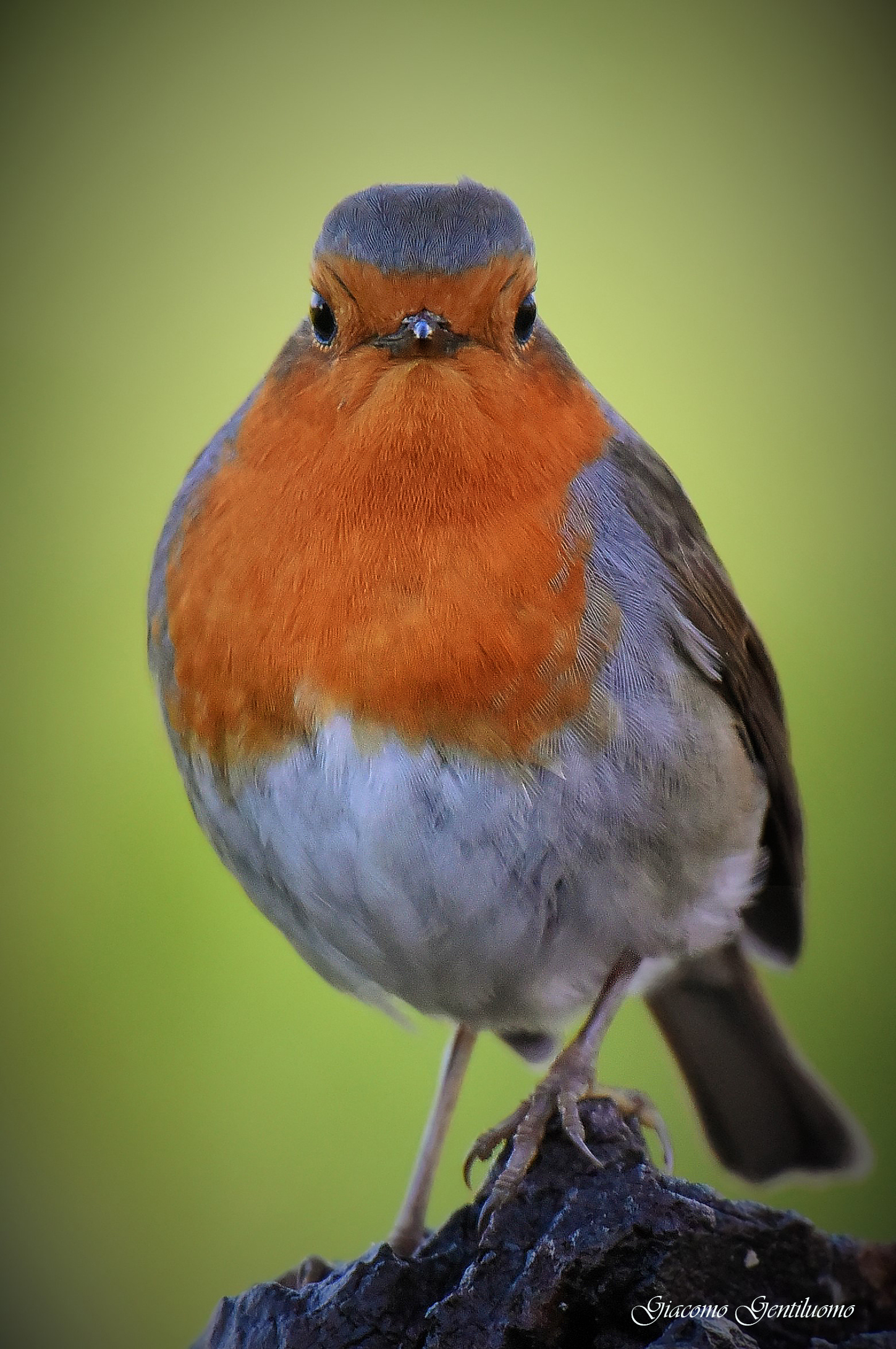 "pettirosso" ritratto