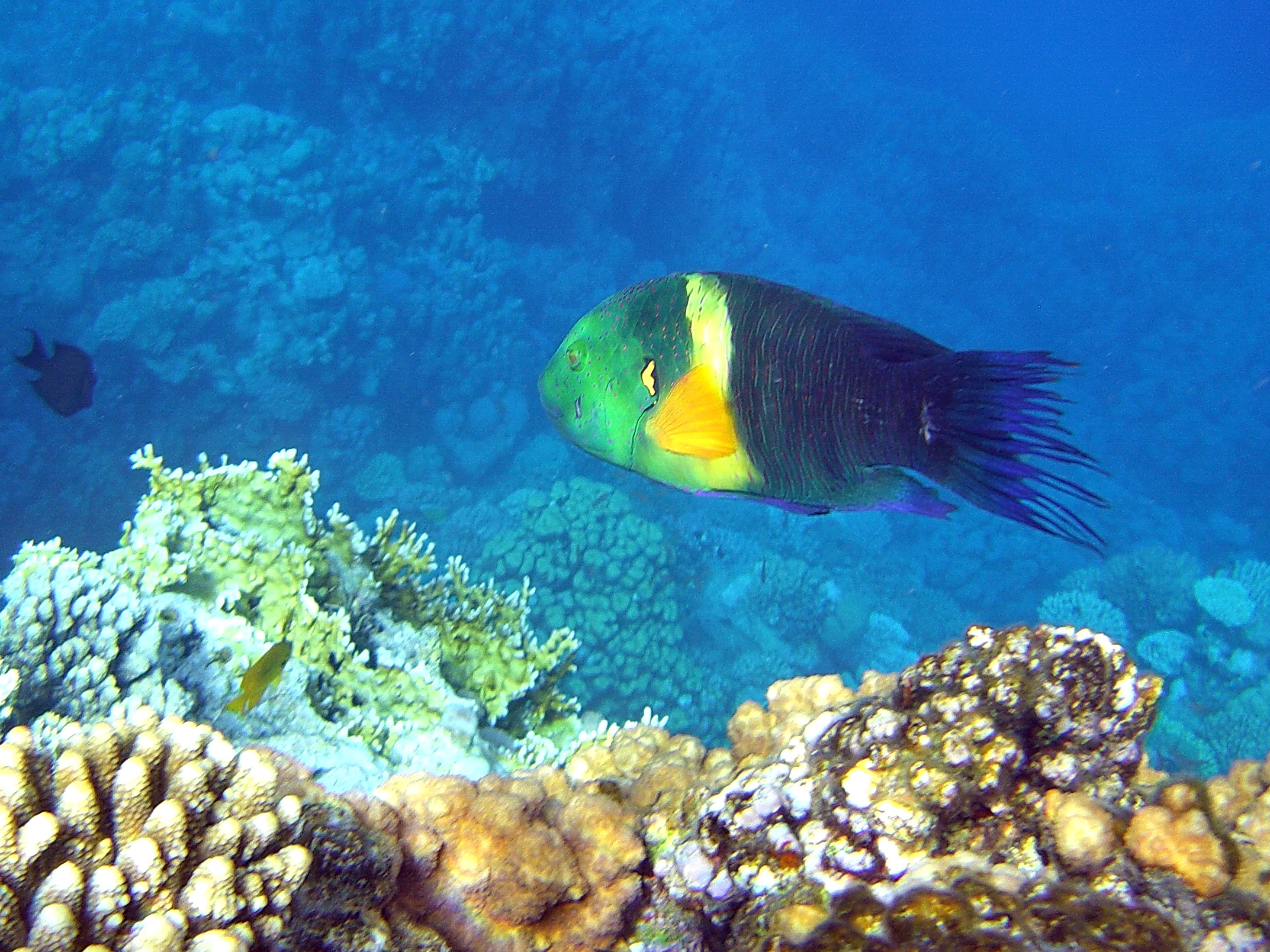 Thrush tailed fringed