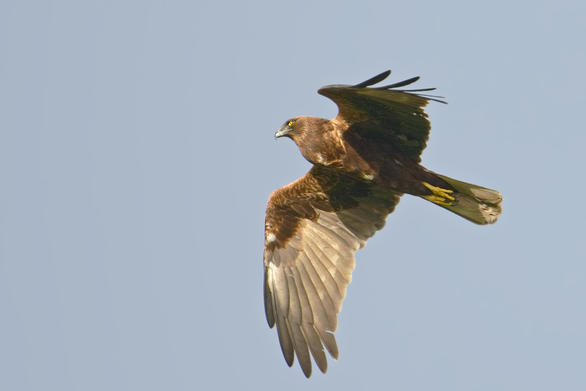 marsh harrier