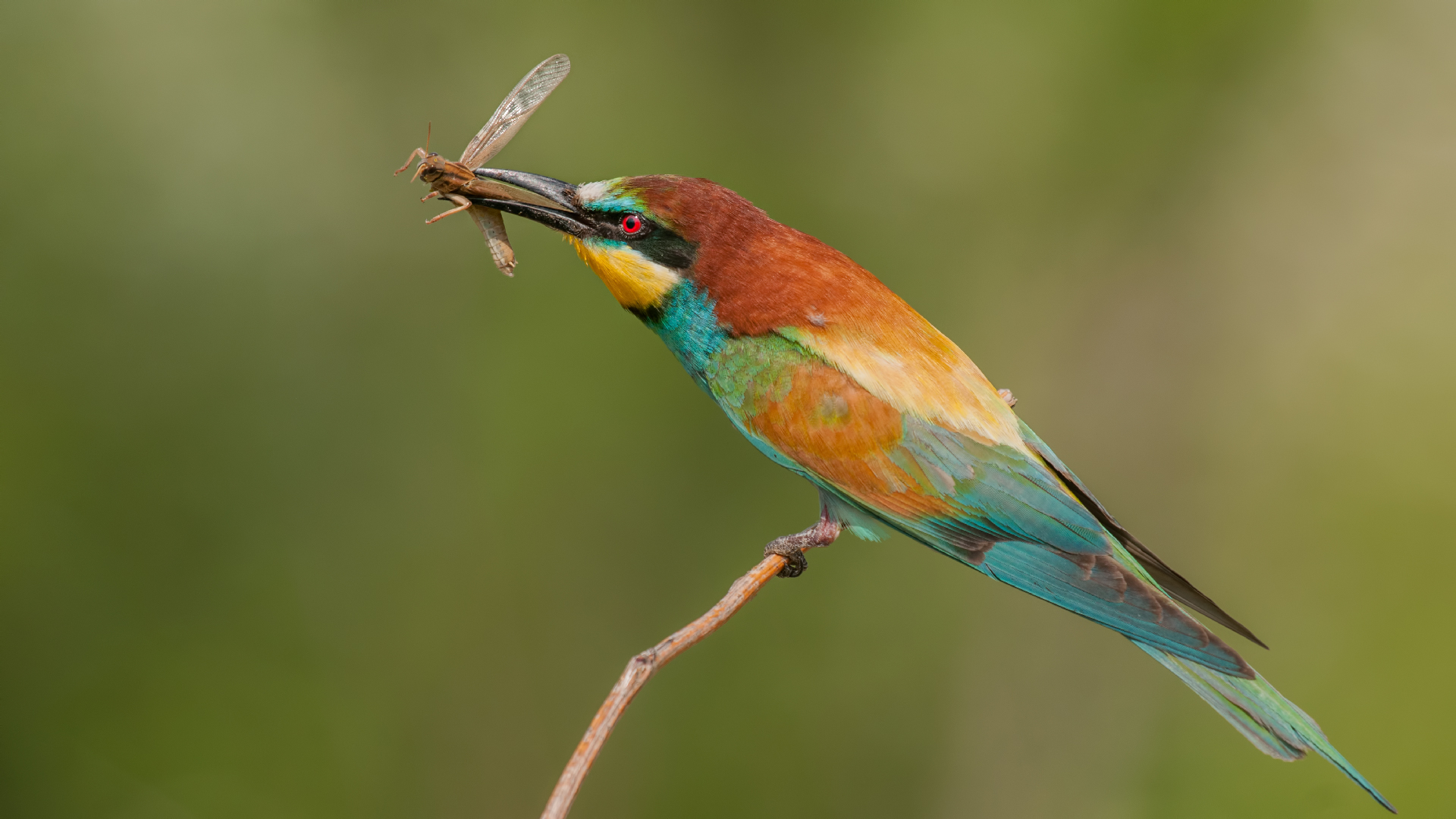Gruccione »Merops apiaster