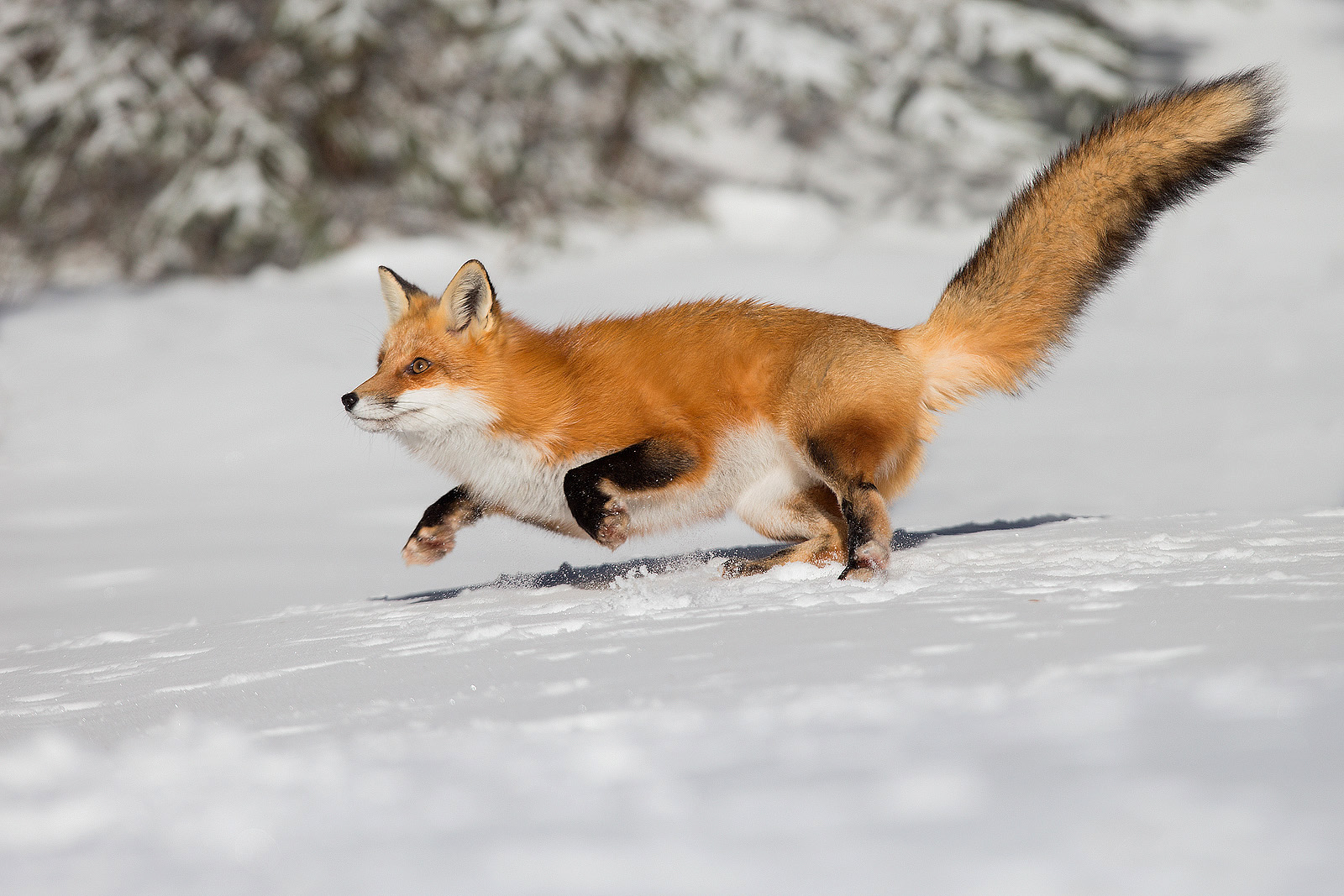 Red Fox , Algonquin Park , Ontario , Canada