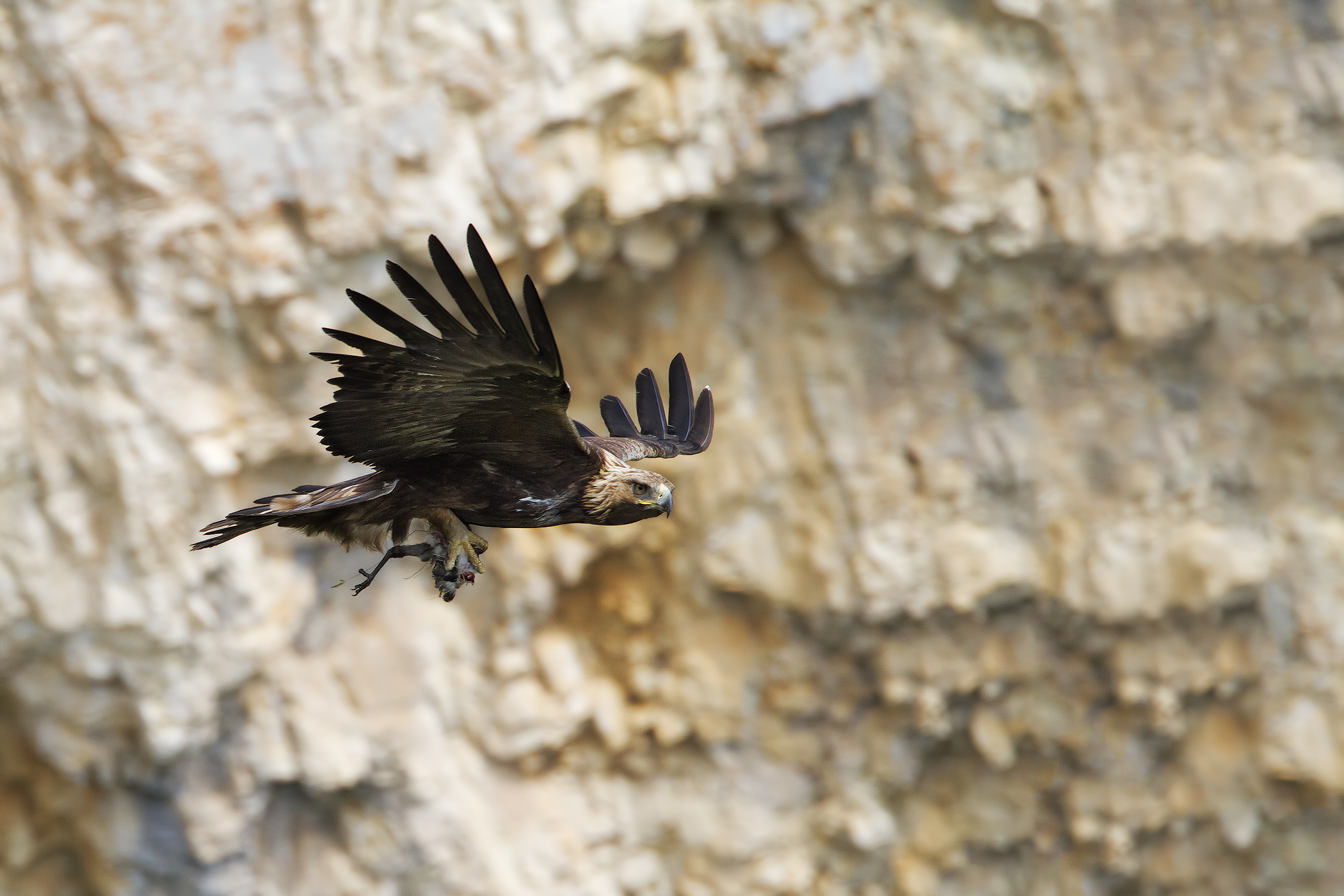 Golden Eagle with prey 2