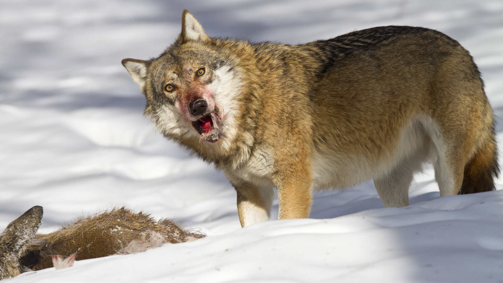 Lupo ha incontrato REE